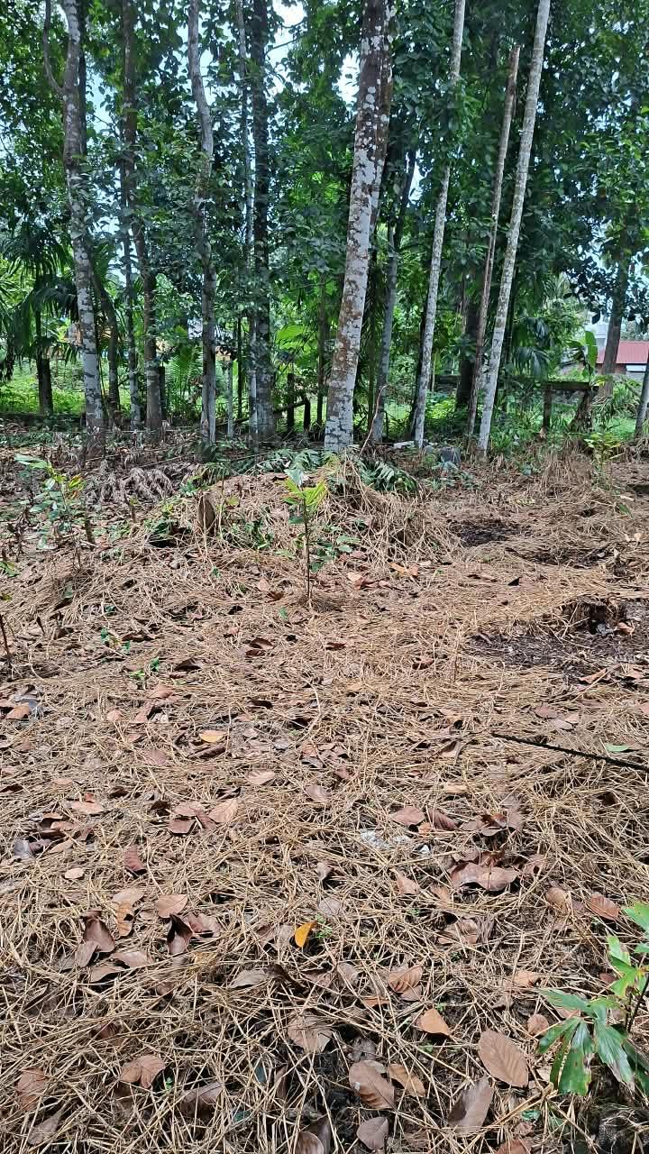 Plot in Pandalam, Pathanamthitta — photo 6