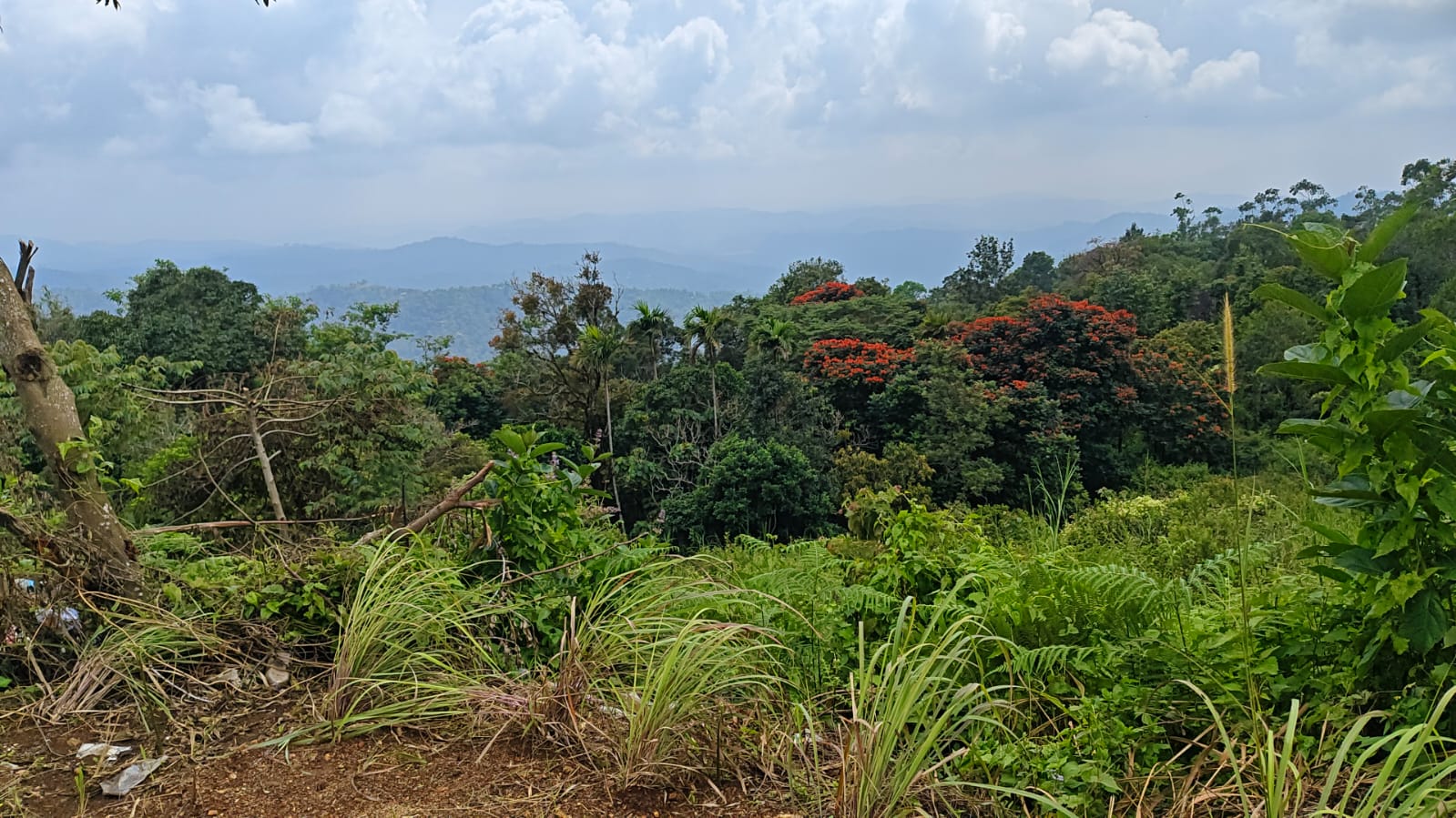 Plot at Pottankaad, Munnar — photo 3