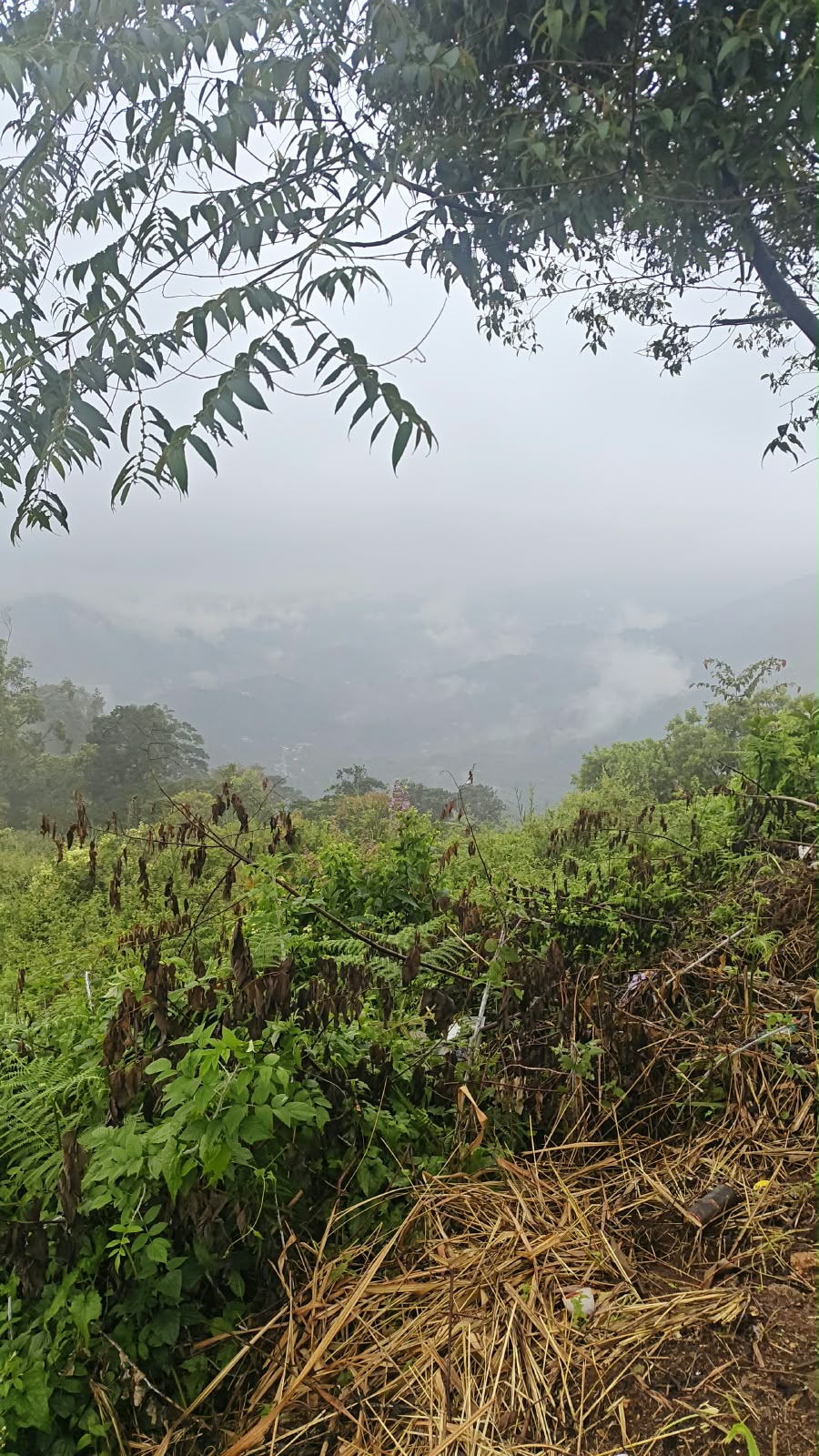 Plot at Pottankad, Munnar — photo 4