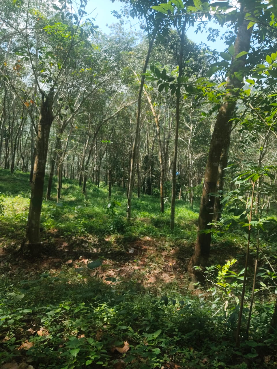 Plot At Nedumangad — photo 4