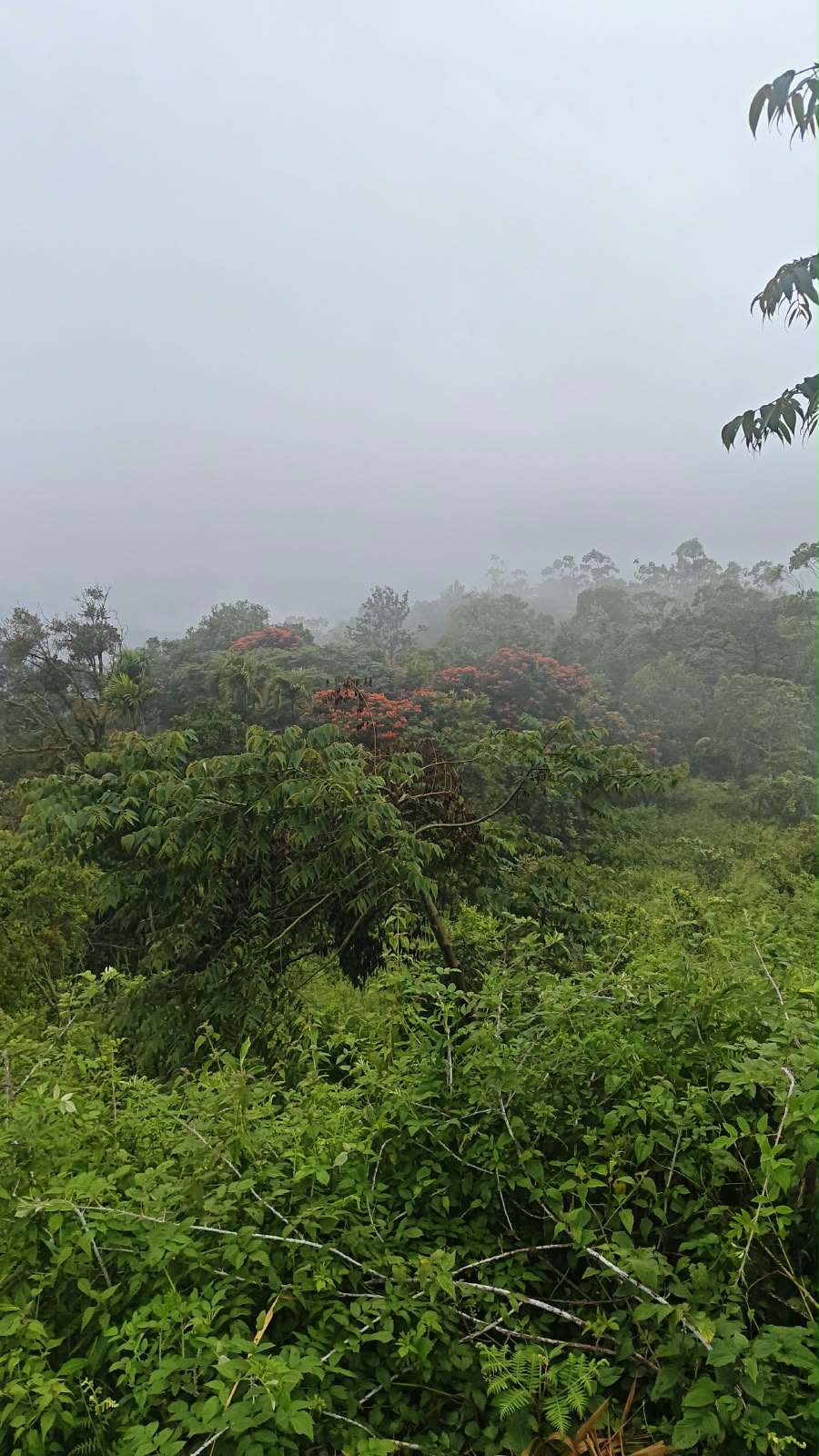 Plot at Pottankad, Munnar — photo 5