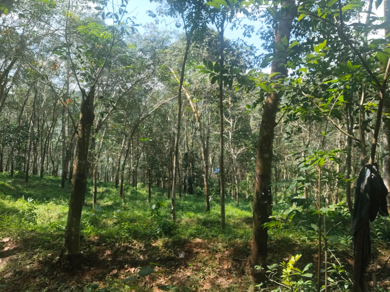 Plot At Nedumangad — photo 3