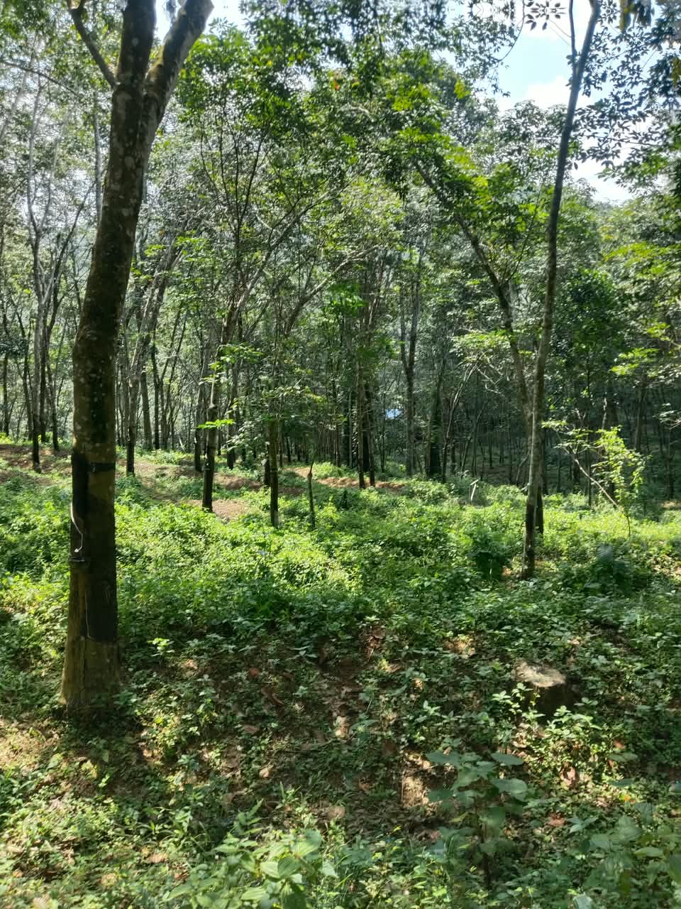 Plot At Nedumangad — photo 5