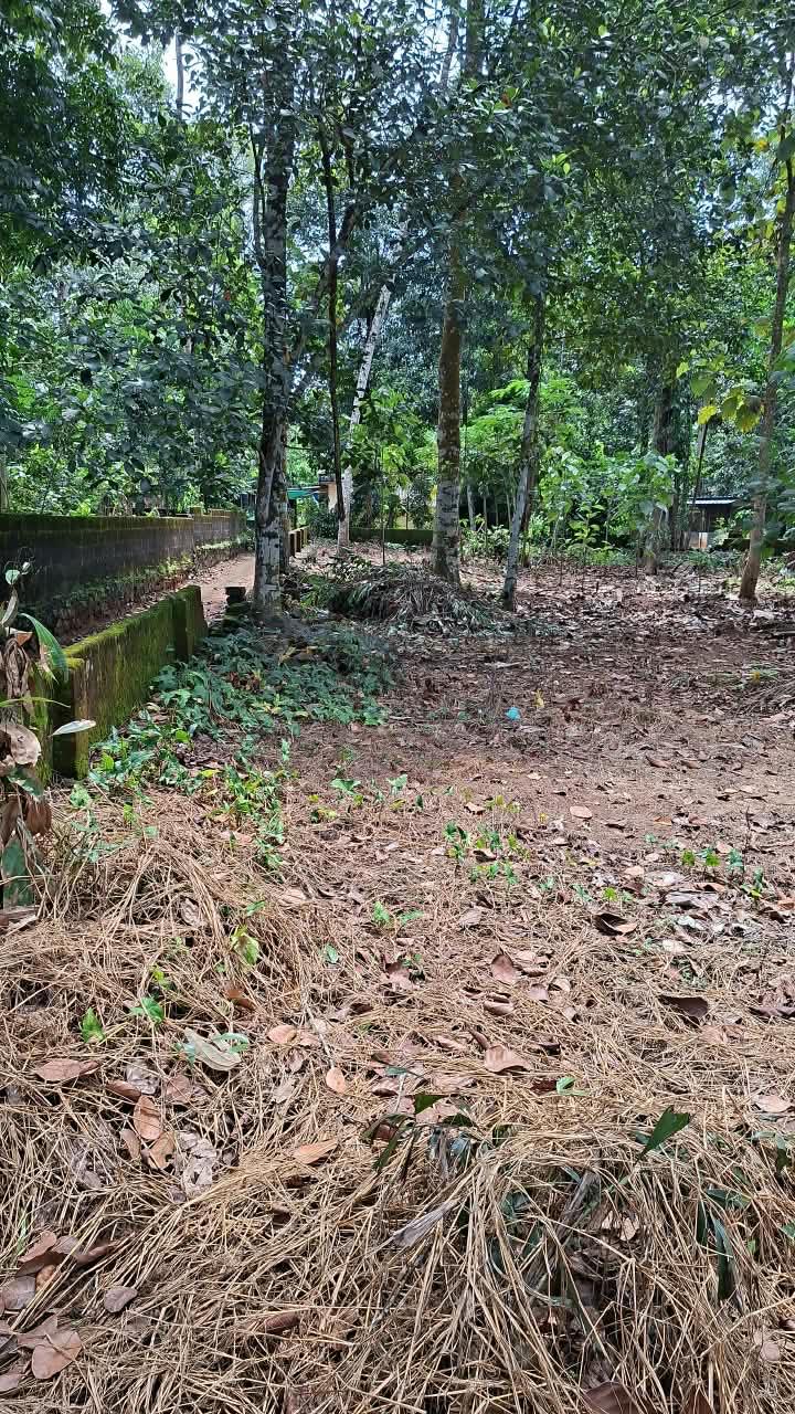 Plot in Pandalam, Pathanamthitta — photo 7