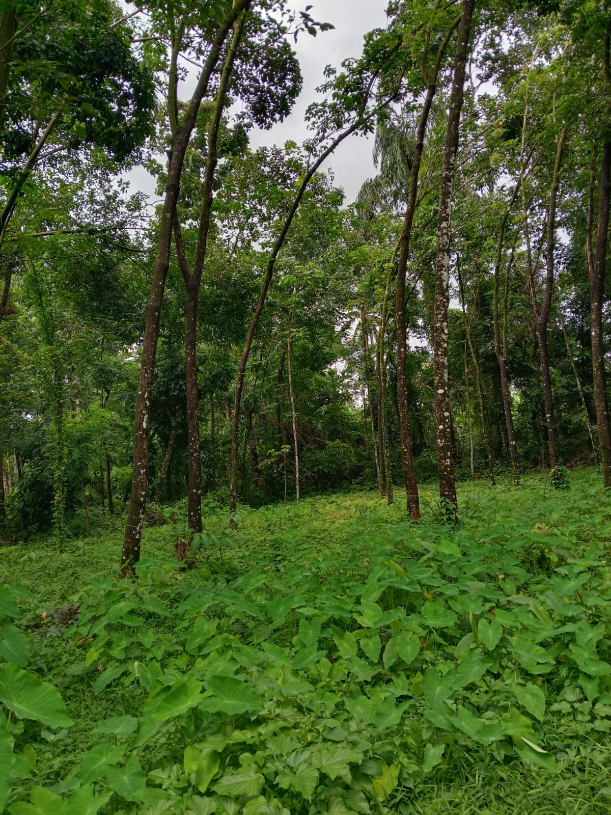 Plot in Ernakulam — photo 3