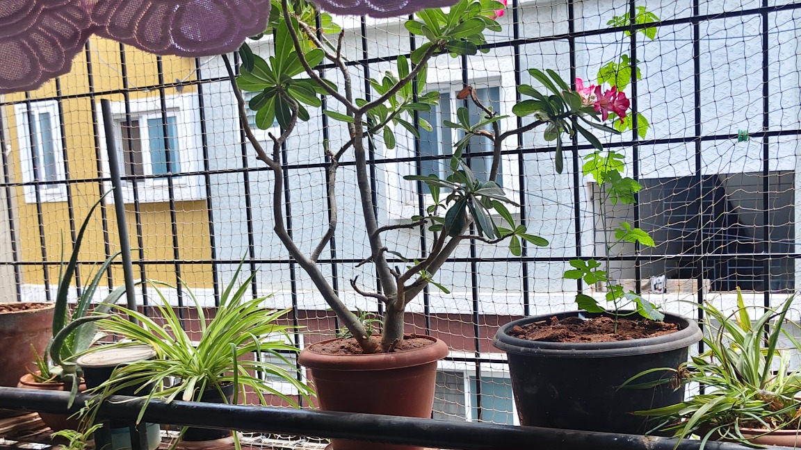 Apartment in Bengaluru, Bengaluru Urban — photo 4