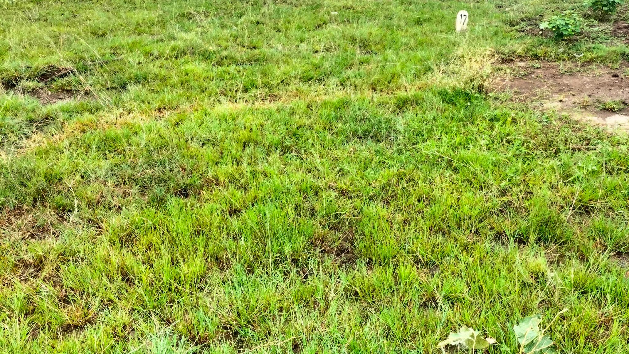 Plot in Gotal panjri — photo 2