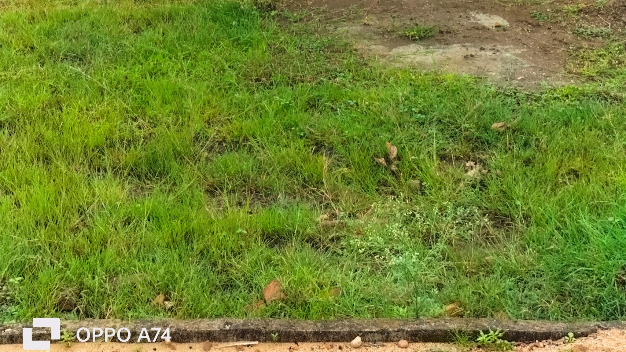 Plot in Gotal panjri — photo 1
