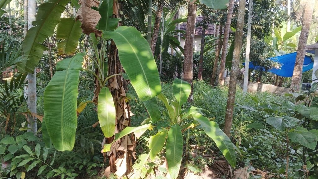 Plot in ManolikavuSree Koorumbha Bhagavathi Temple — photo 6