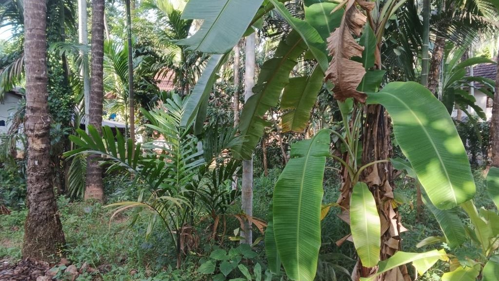 Plot in ManolikavuSree Koorumbha Bhagavathi Temple — photo 5