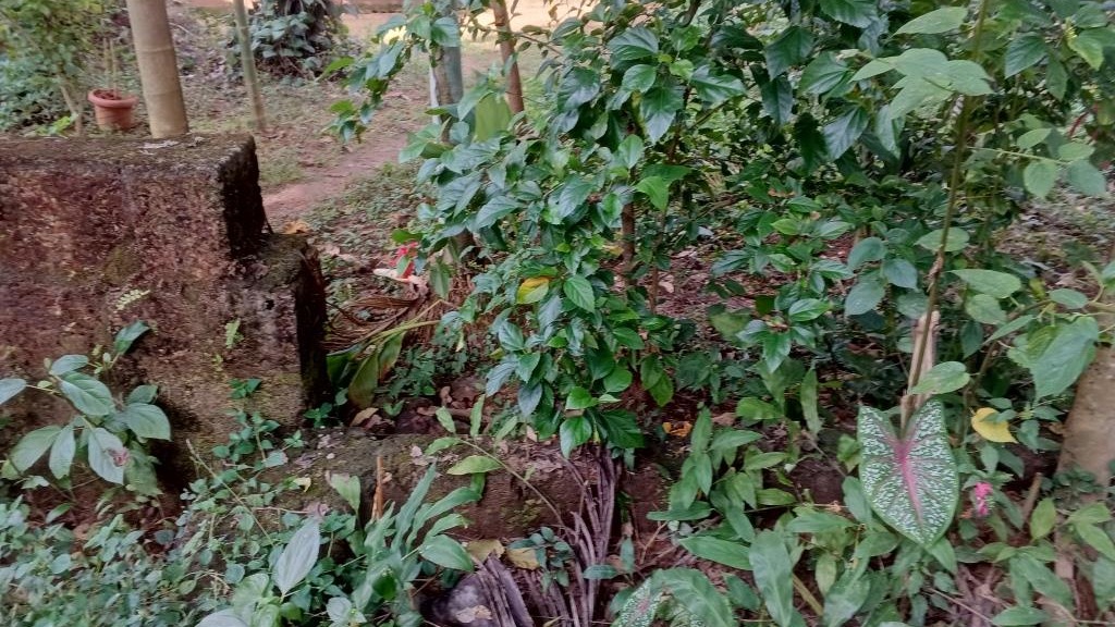 Plot in ManolikavuSree Koorumbha Bhagavathi Temple — photo 4