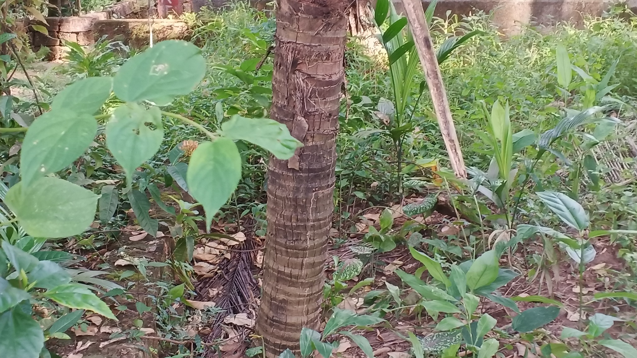 Plot in ManolikavuSree Koorumbha Bhagavathi Temple — photo 3