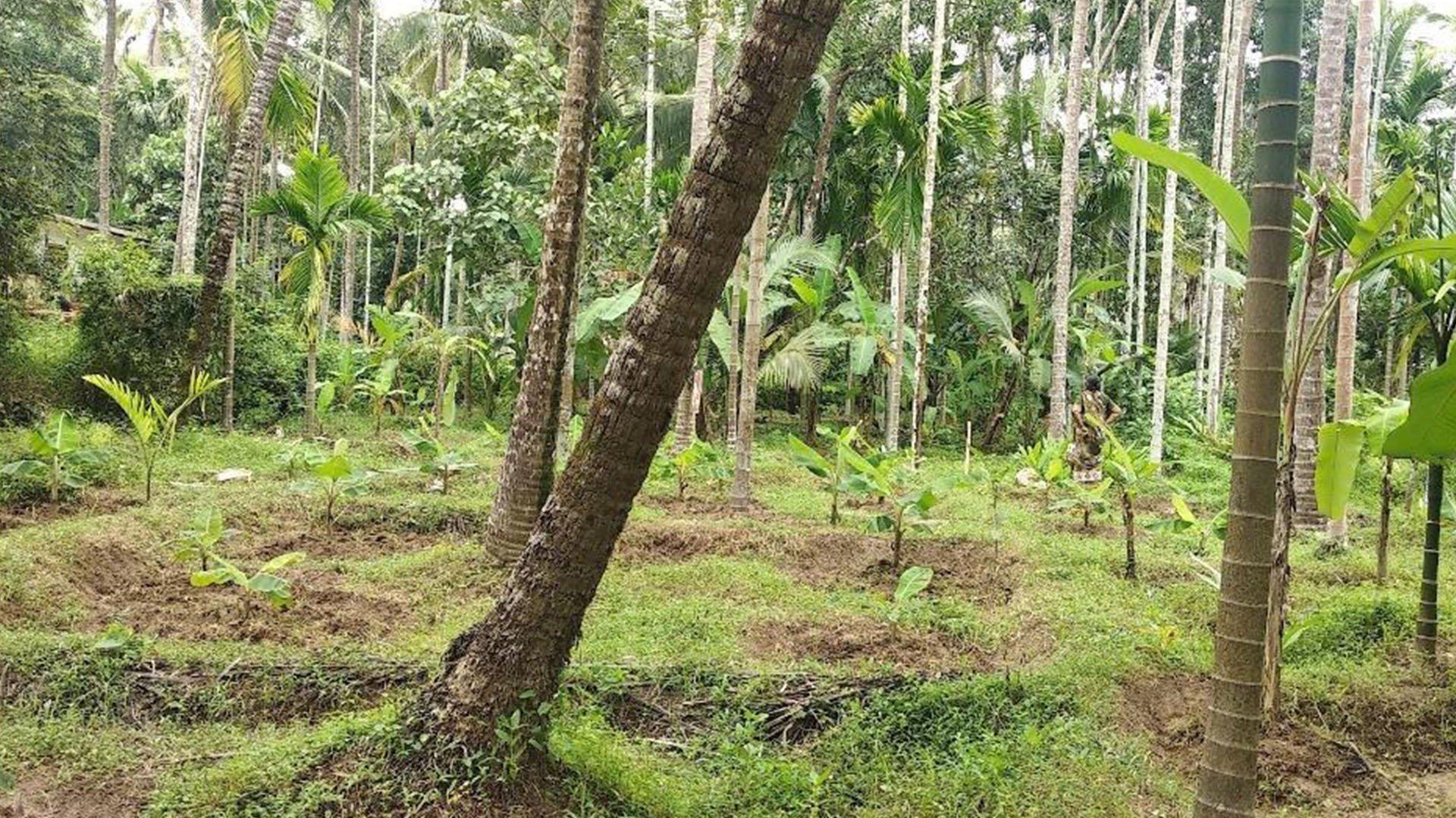 Plot At Champad - Image 6