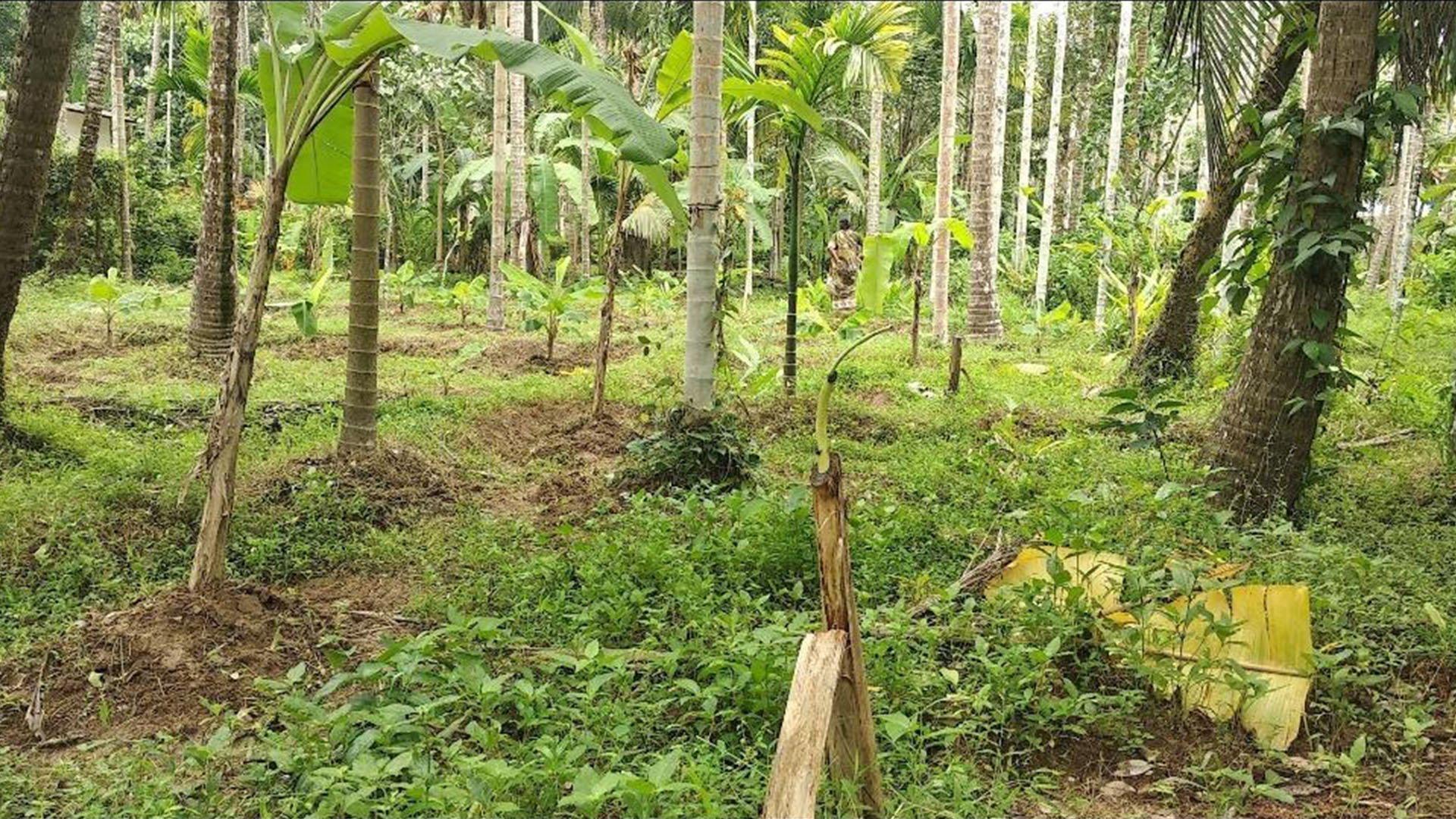 Plot At Champad - Image 4