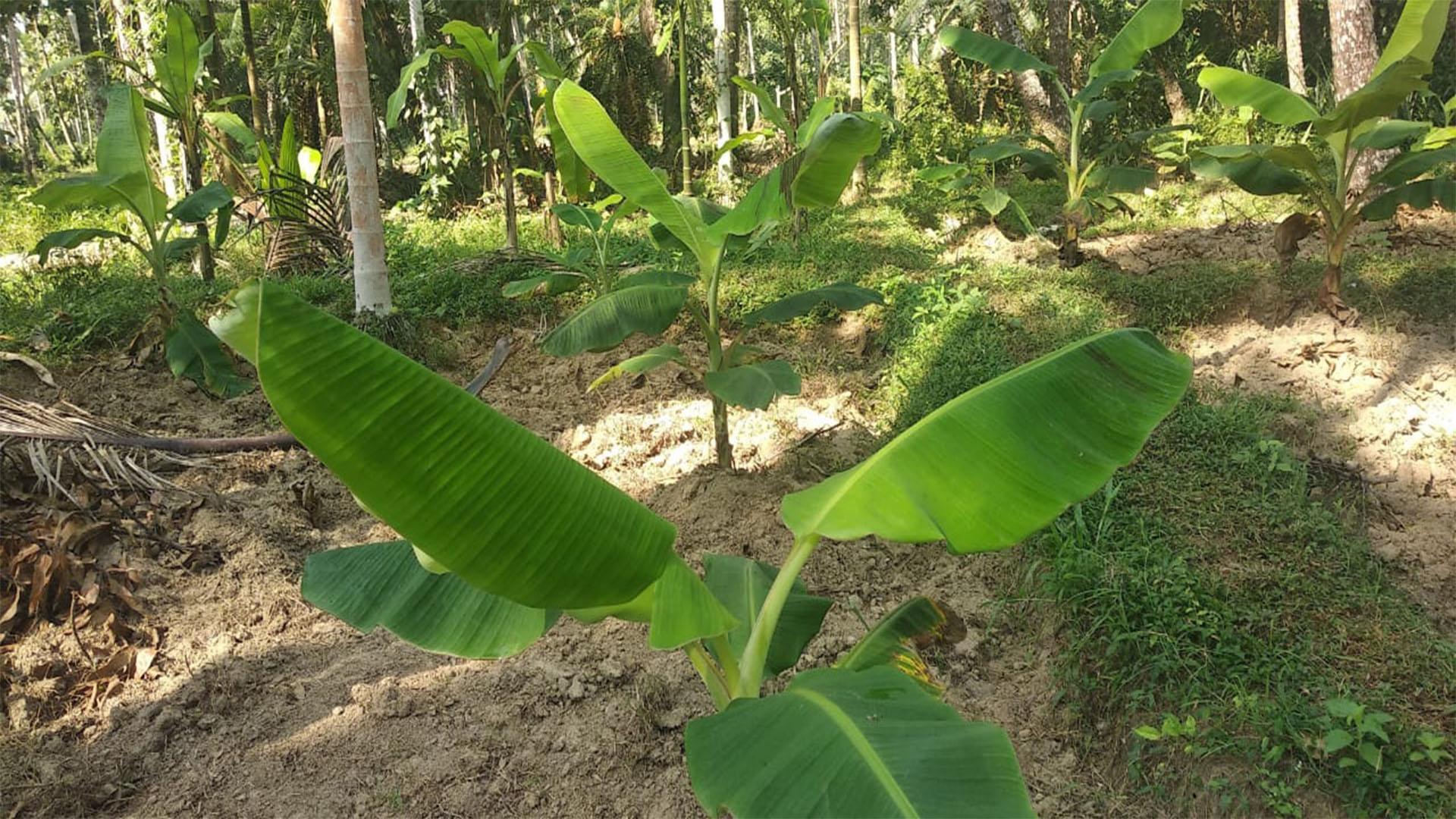 Plot At Champad - Image 2