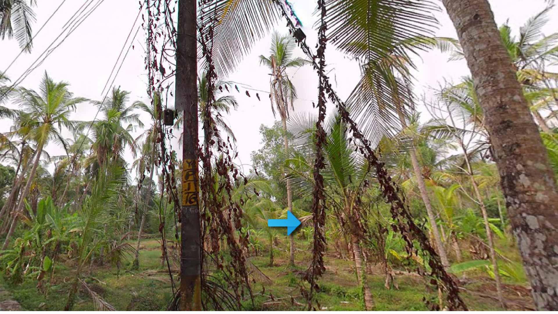 Plot at Pinarayi — photo 8