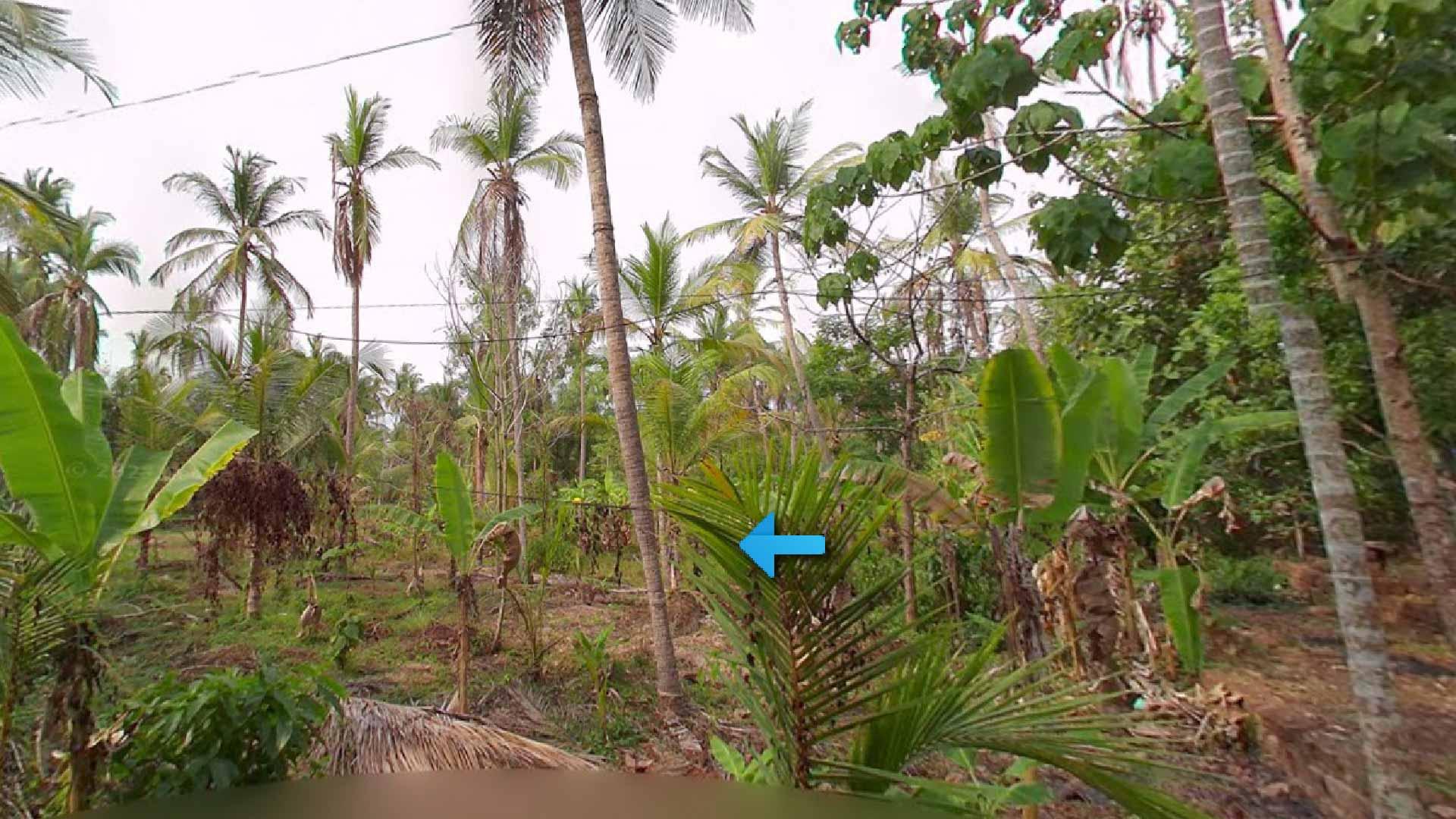 Plot at Pinarayi — photo 9