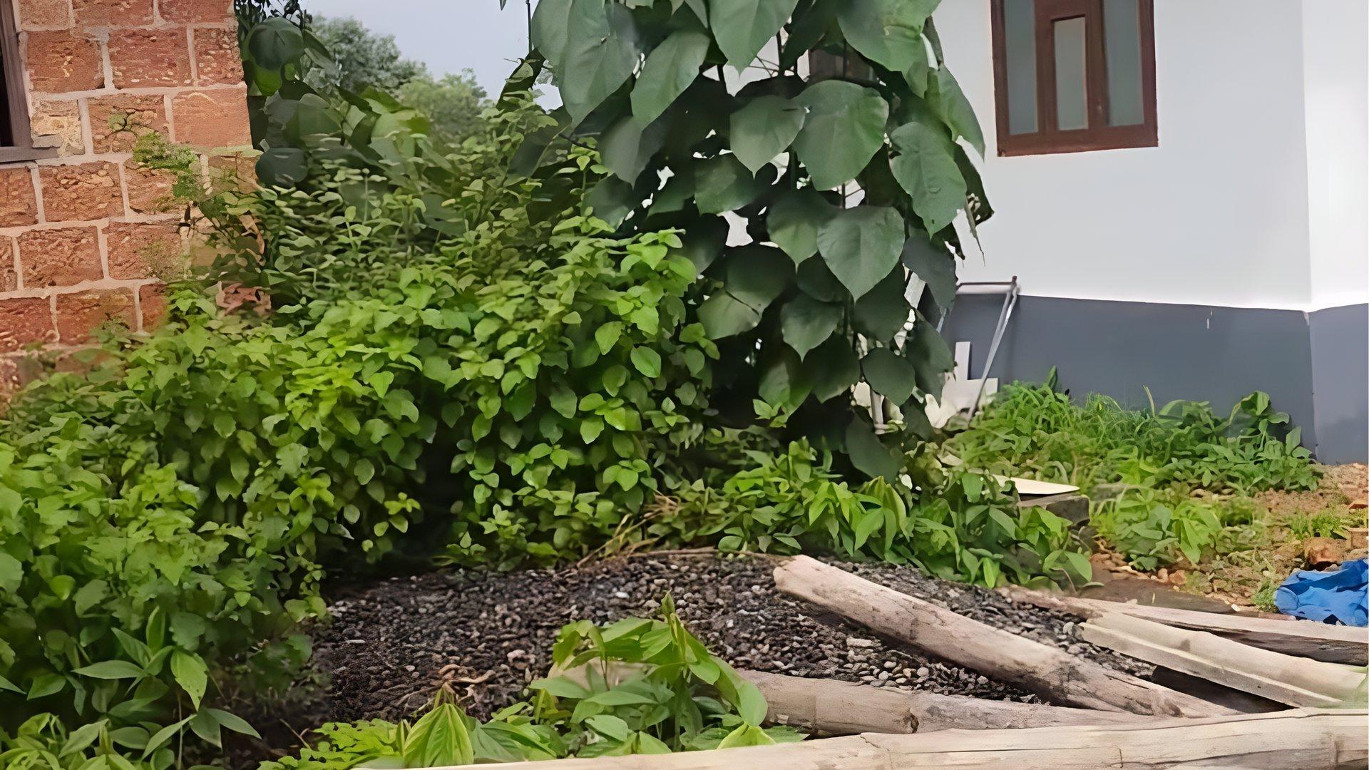 House At Thaliparamba — photo 10