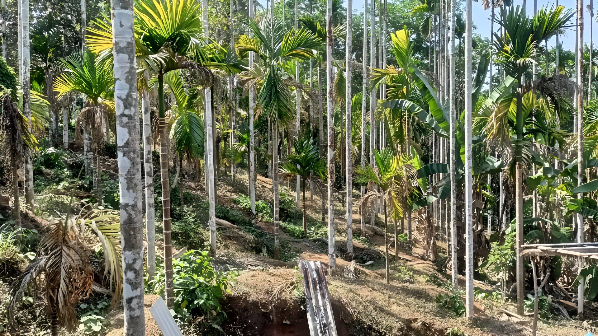 House And Plot At Chappara Padavu - Image 3