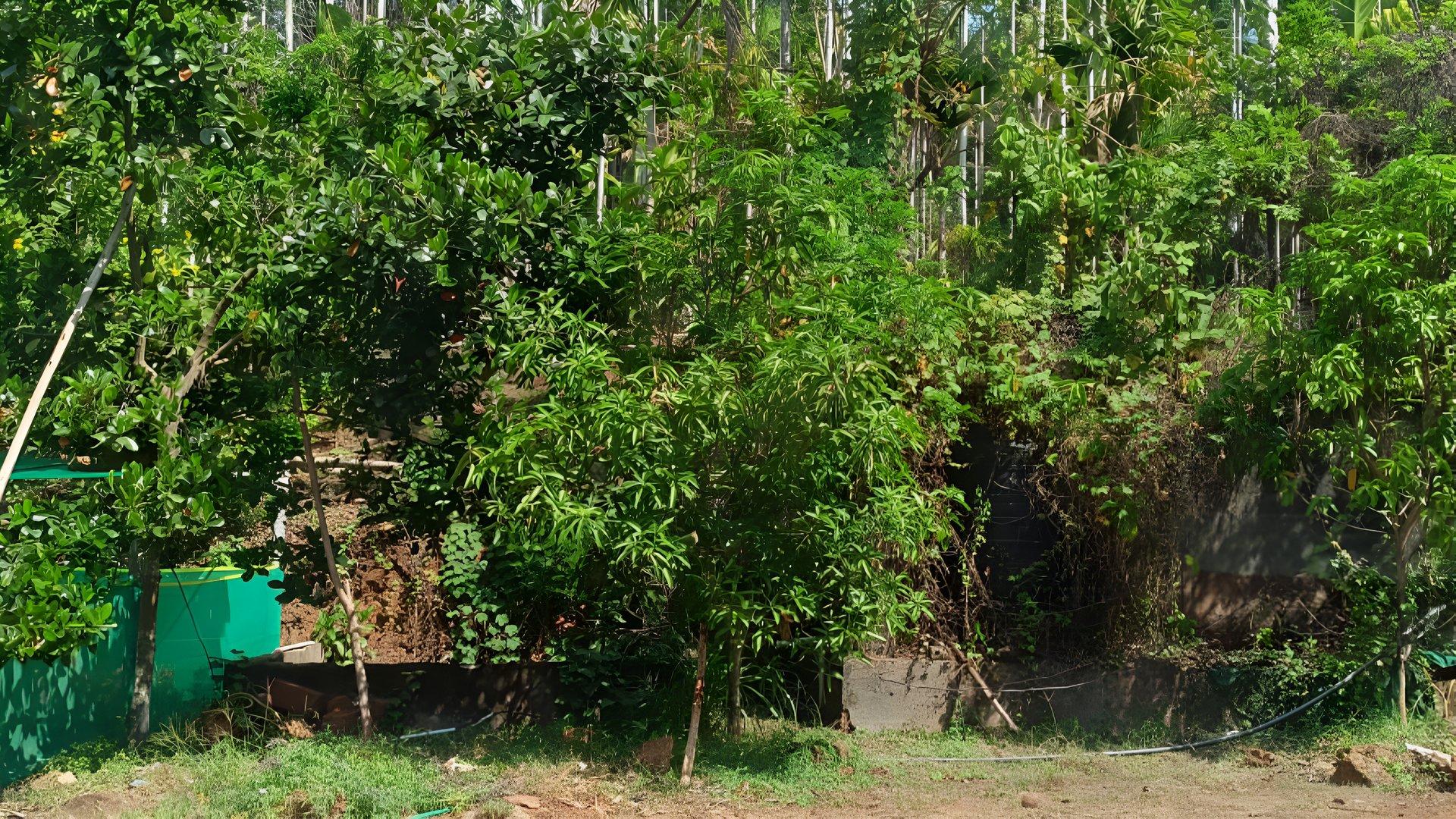 House And Plot At Chappara Padavu - Image 6