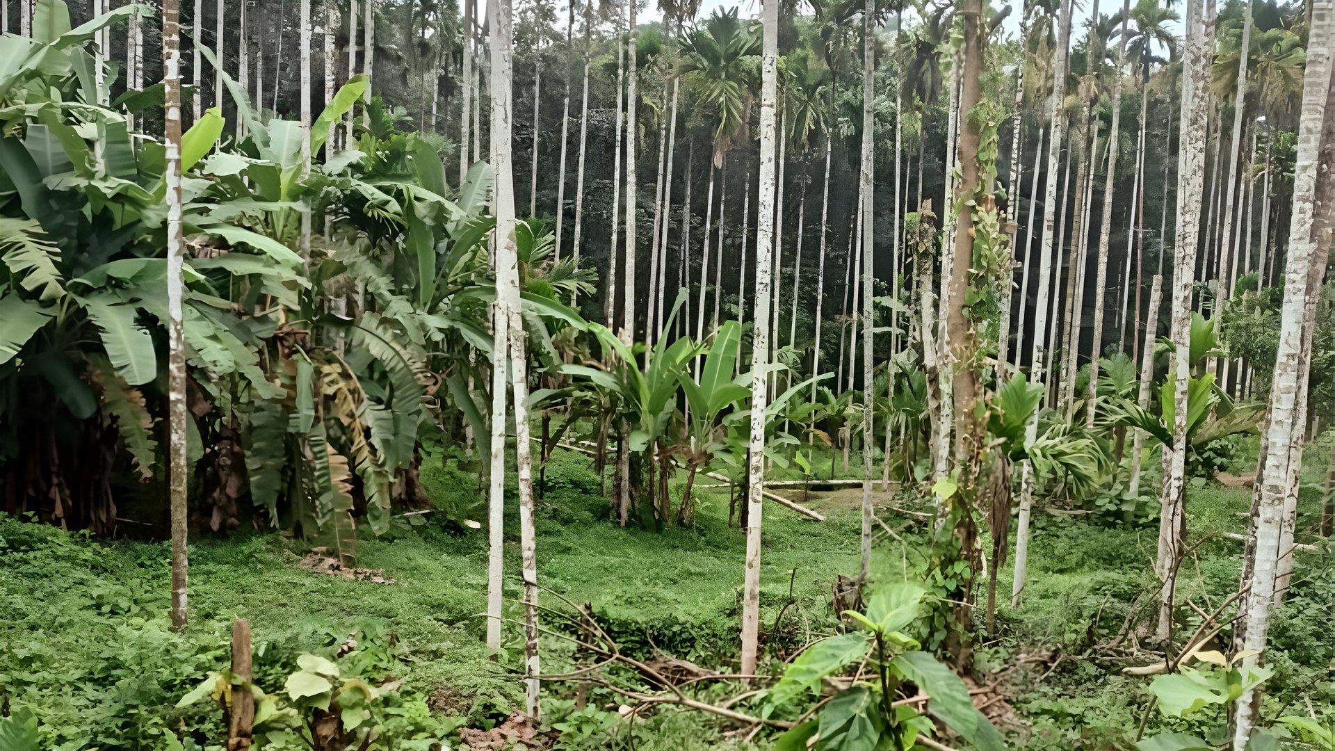 House And Plot At Chappara Padavu — photo 9
