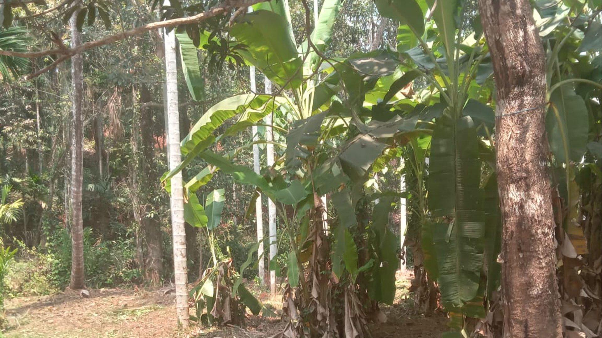 Plot Near By Kannur Airport — photo 9