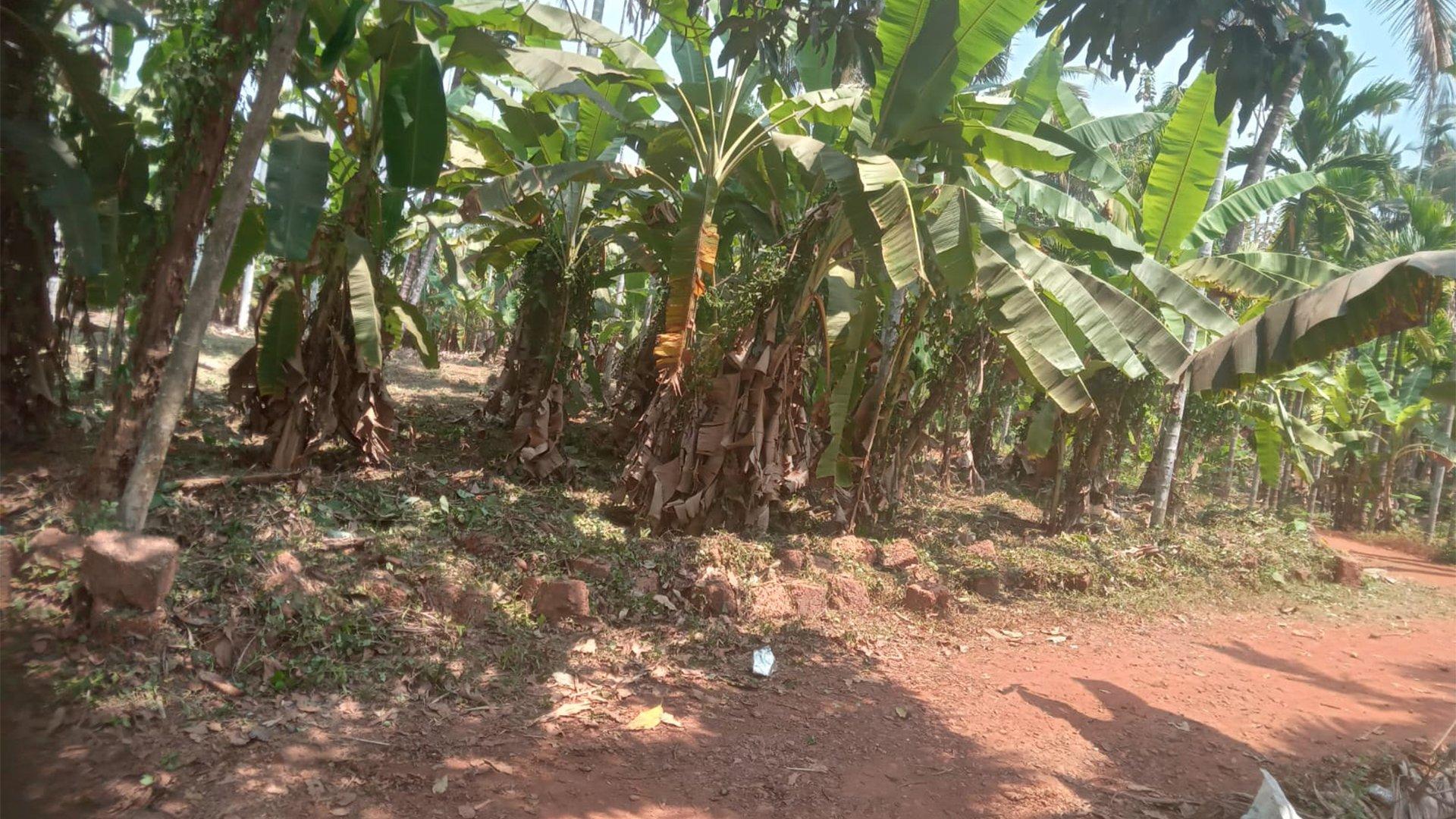 Plot Near By Kannur Airport — photo 8