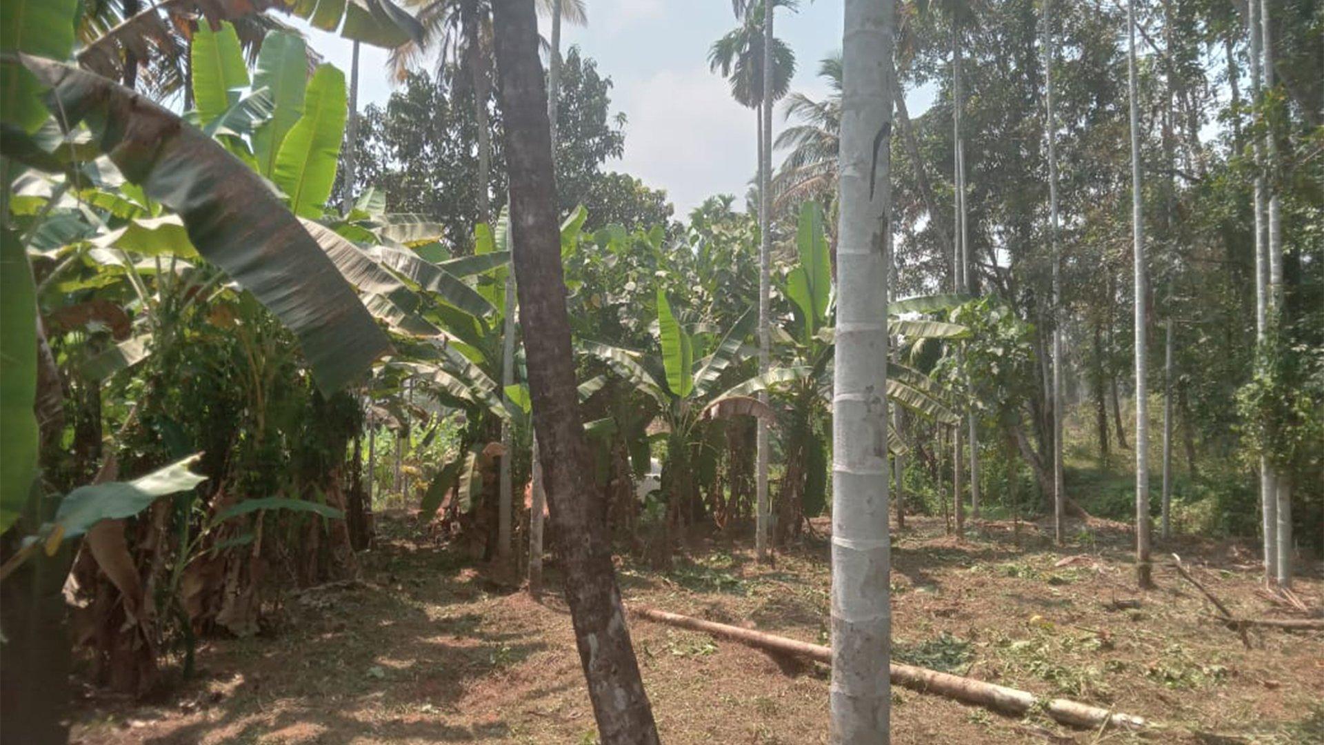 Plot Near By Kannur Airport — photo 7