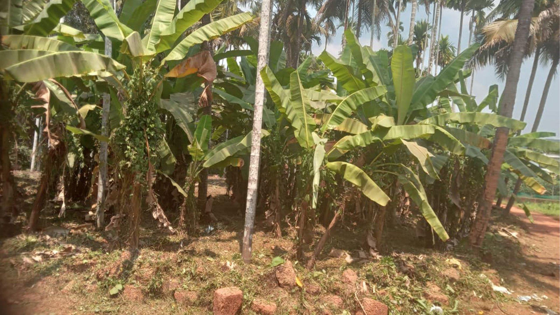 Plot Near By Kannur Airport - Image 4