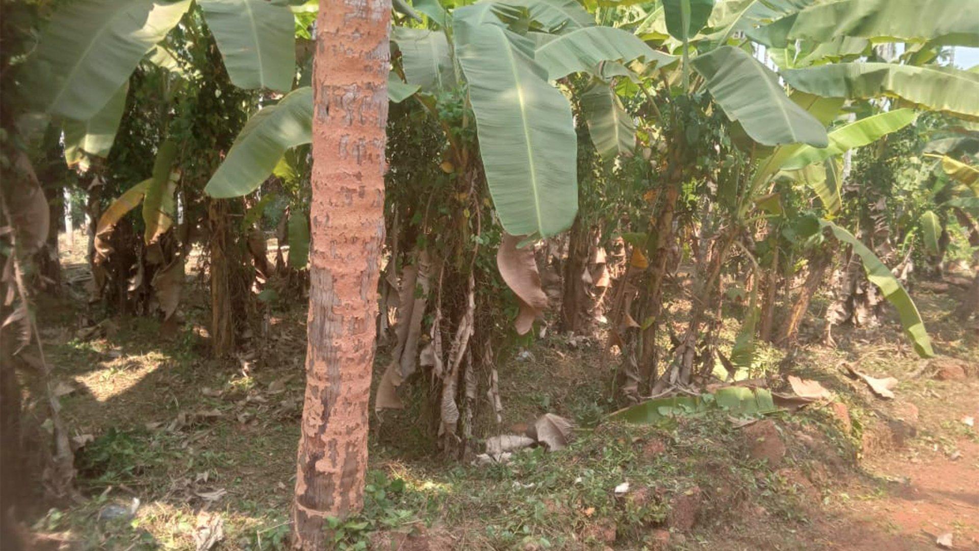 Plot Near By Kannur Airport - Image 3