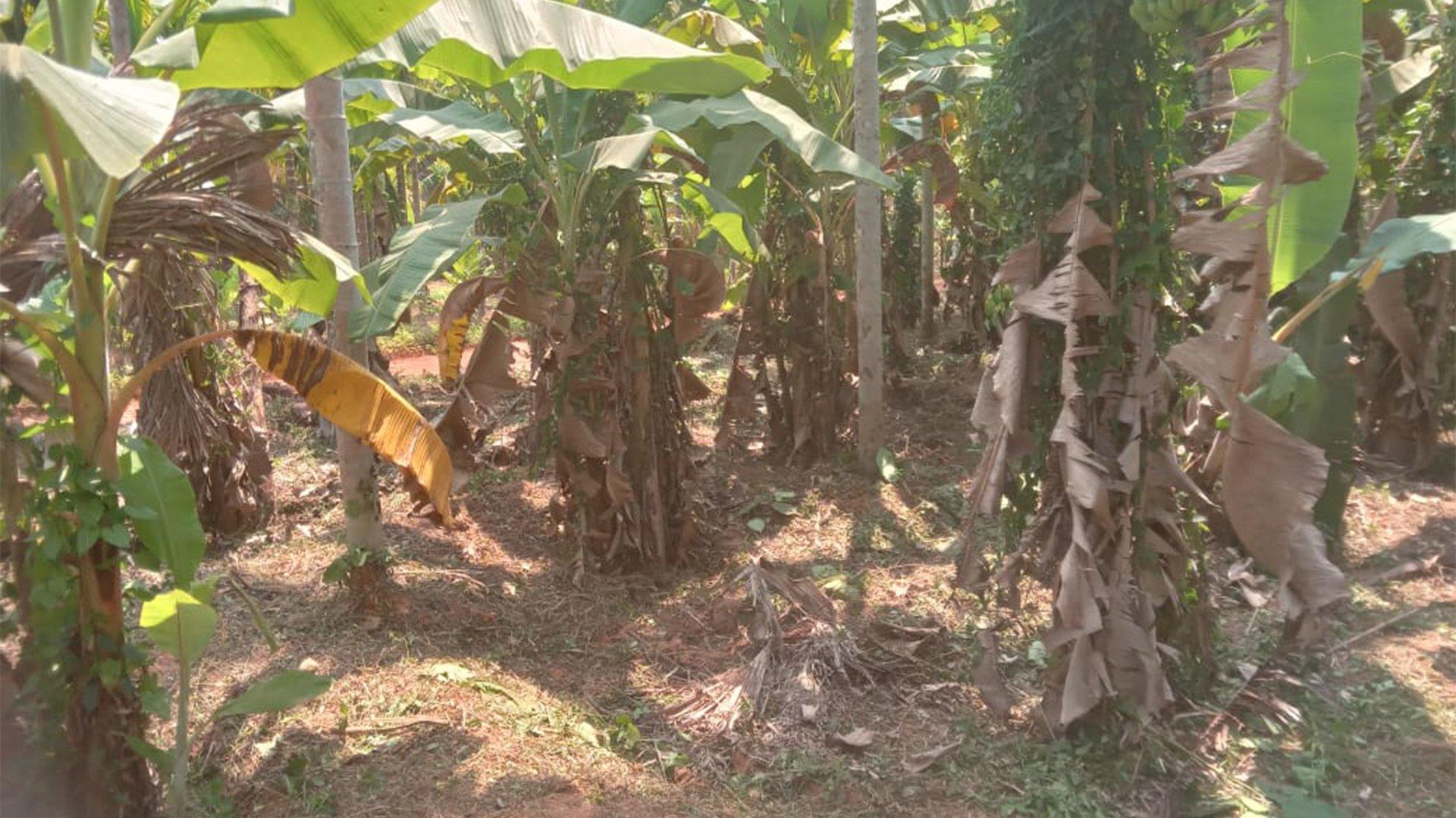 Plot Near By Kannur Airport - Image 2