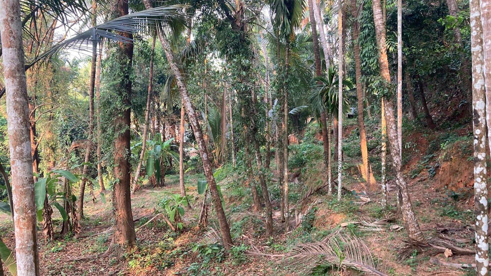 Plot At Chalakkara — photo 10