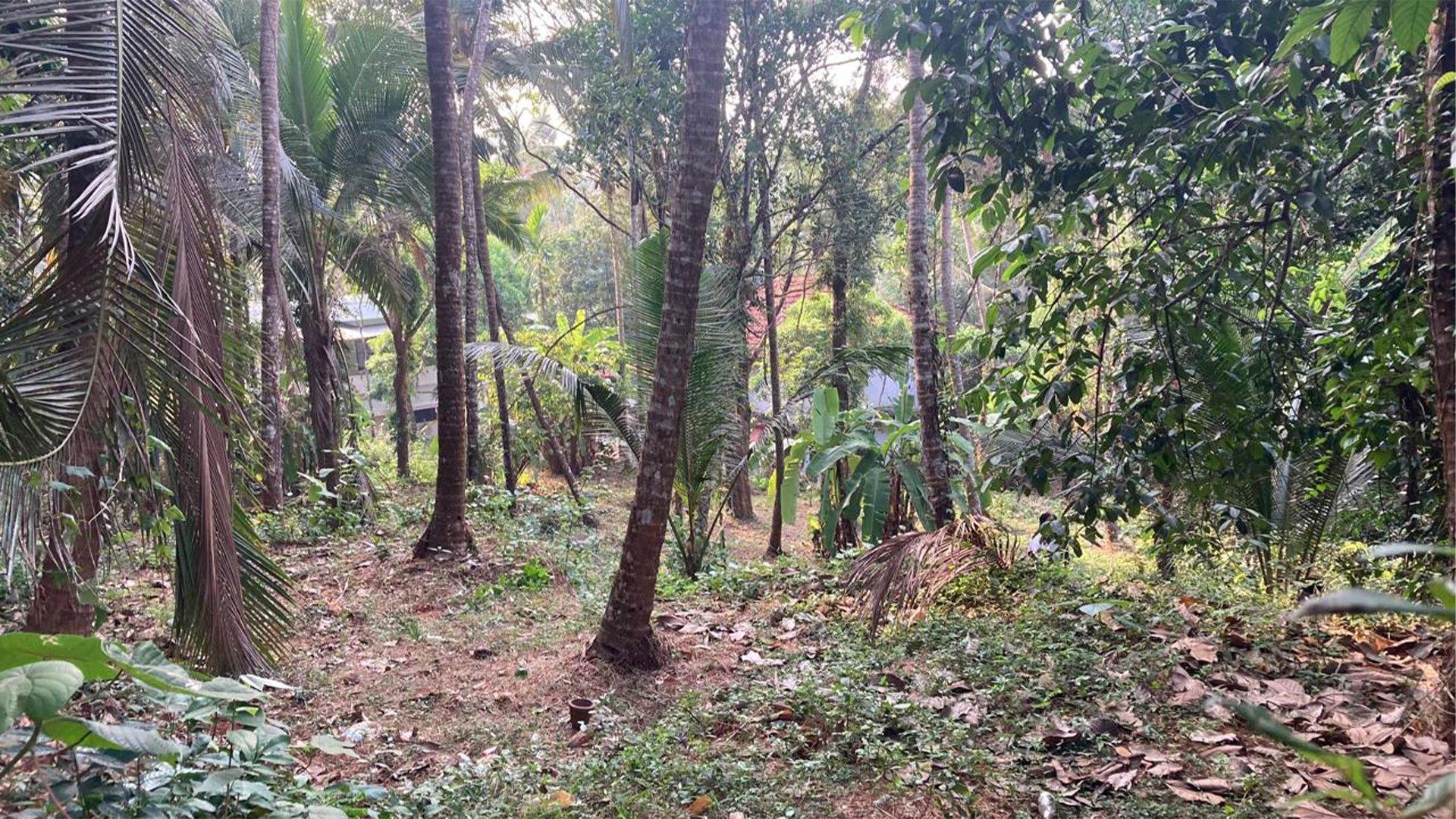 Plot At Chalakkara — photo 7