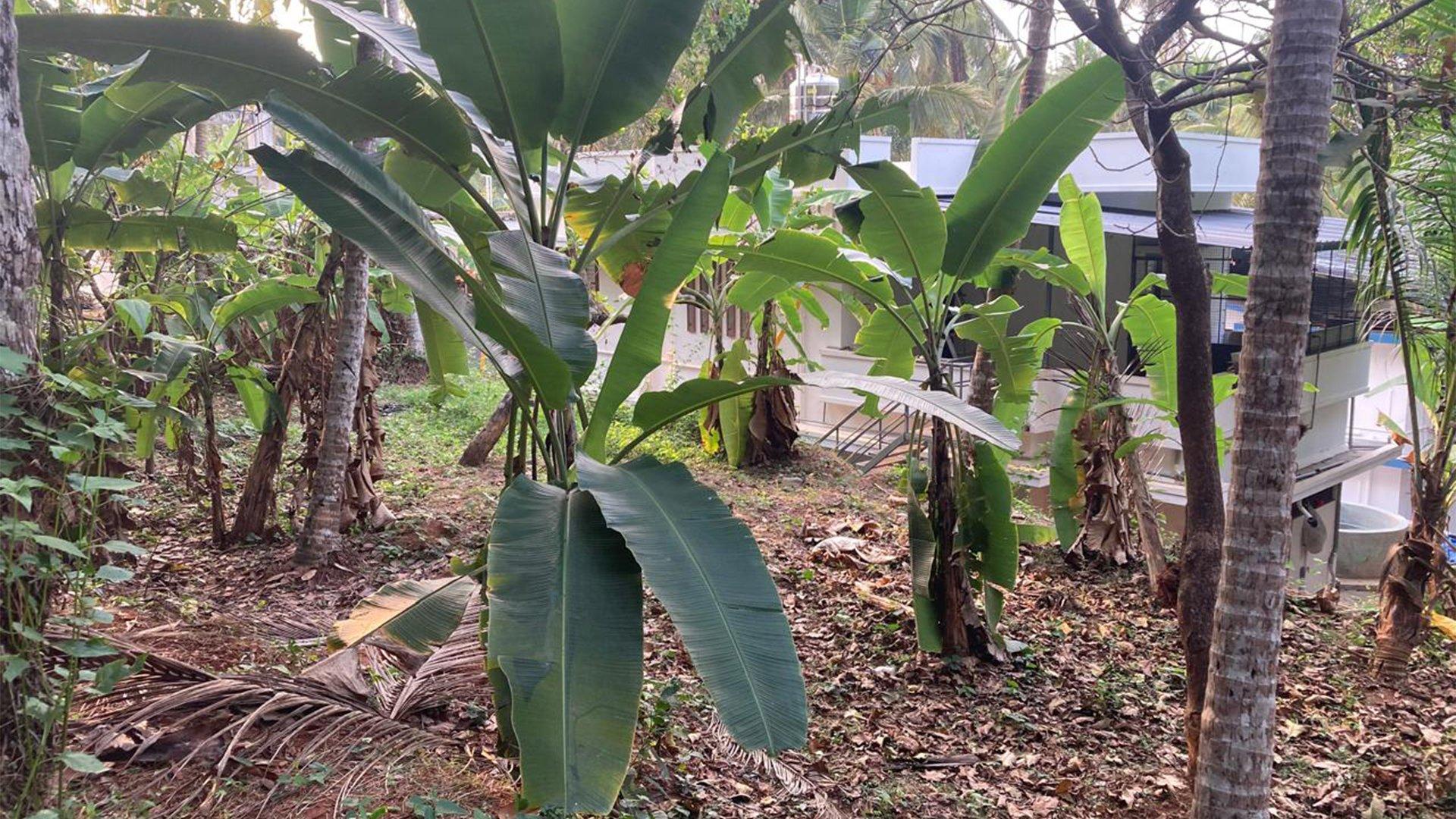 Plot At Chalakkara — photo 11