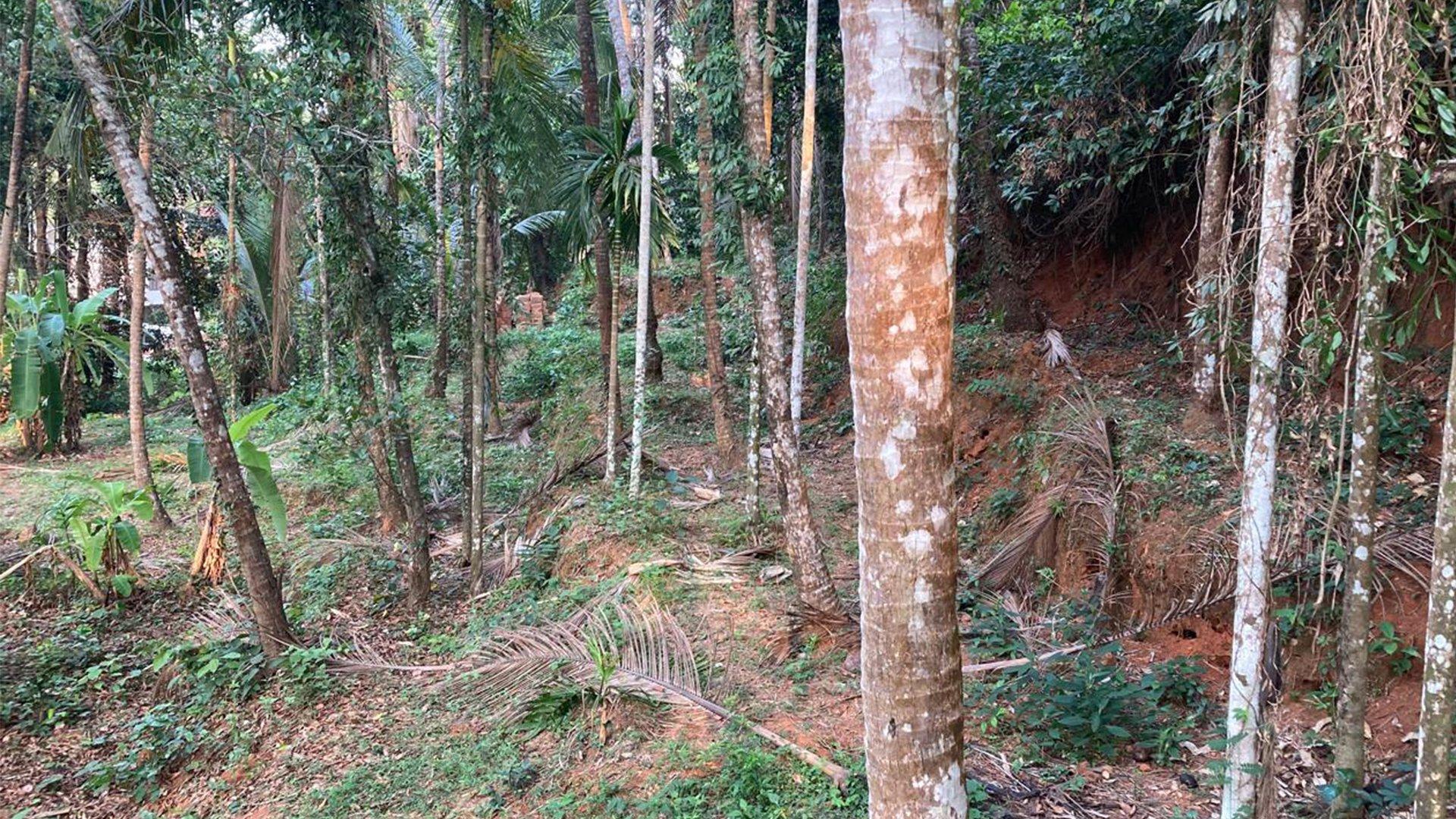 Plot At Chalakkara - Image 3