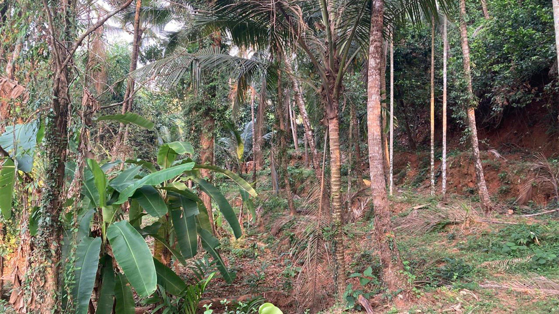 Plot At Chalakkara - Image 4