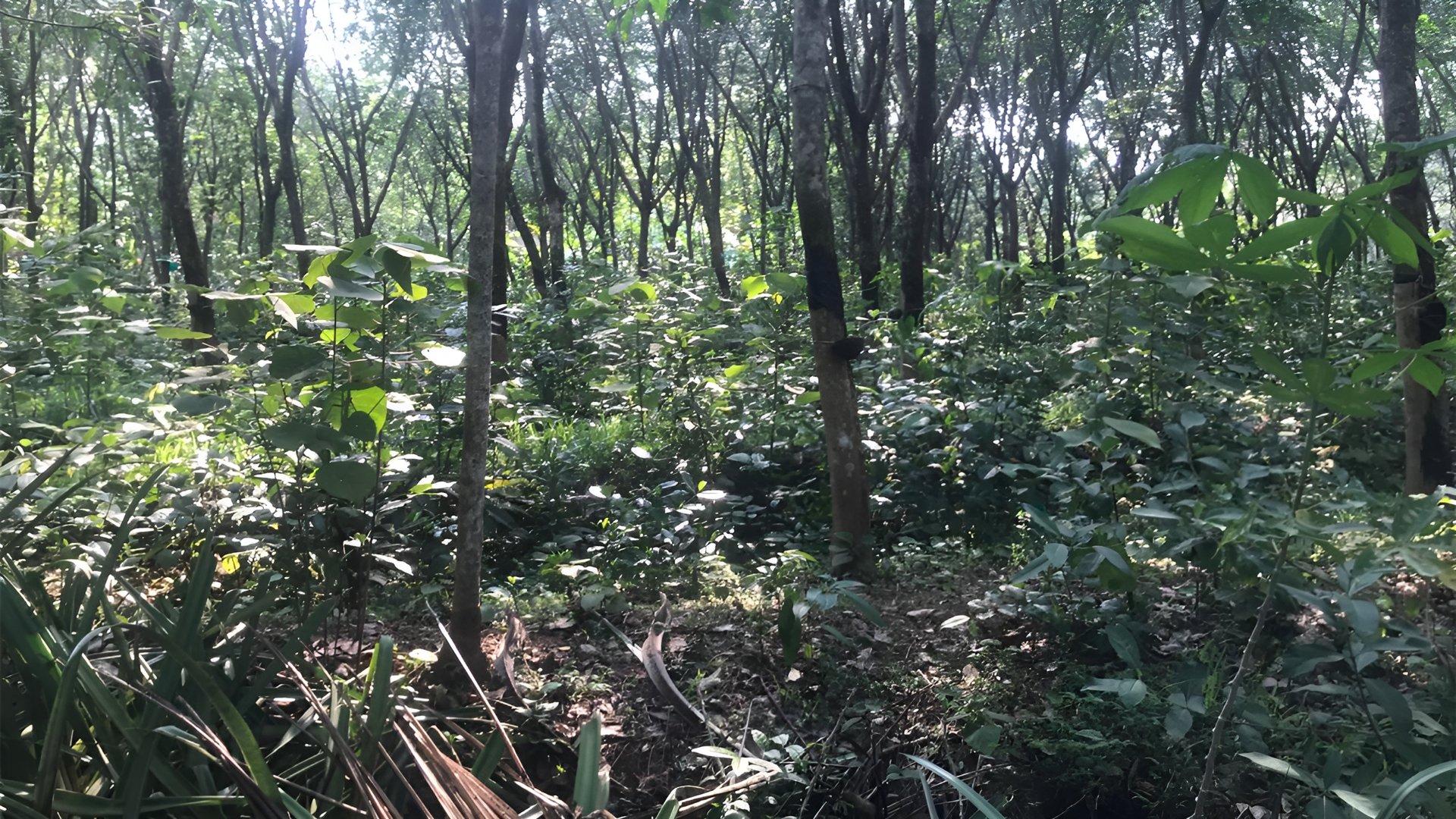 Plot At Chemmaruthy — photo 10