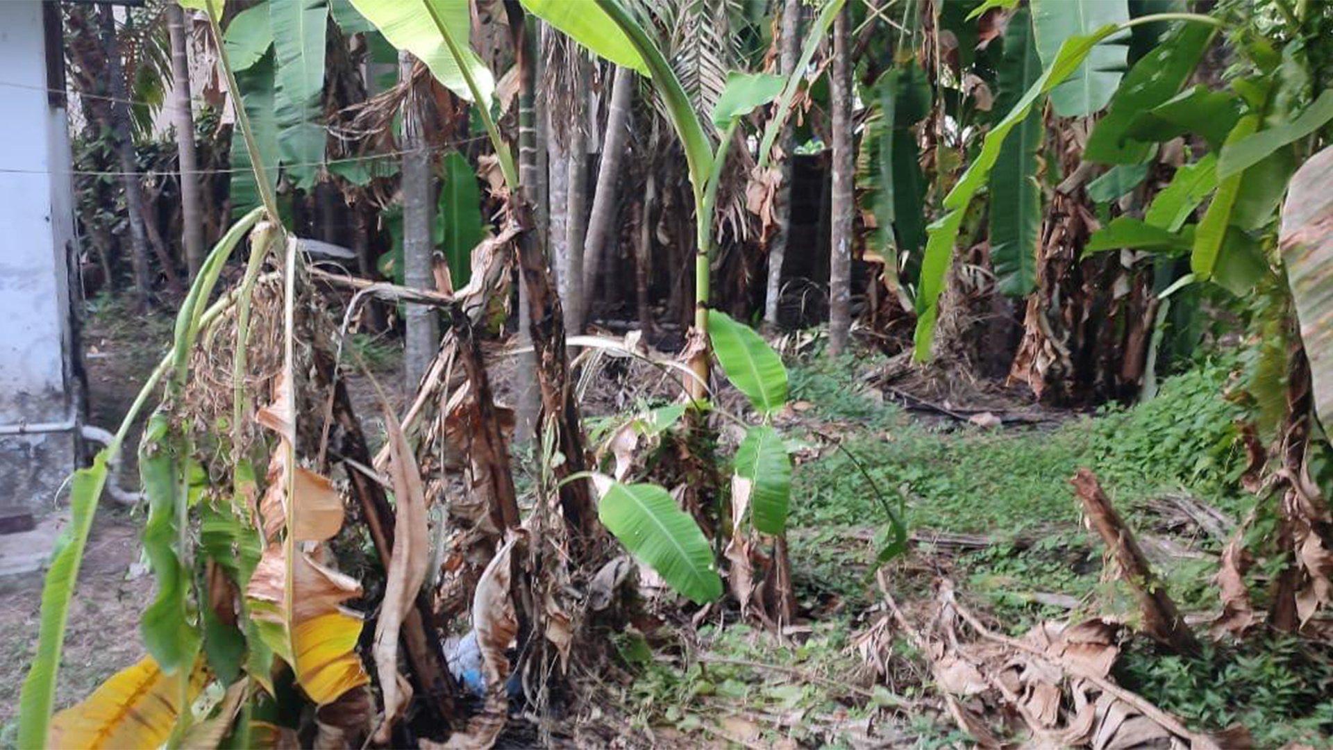 Plot With House At Dharmadam — photo 11