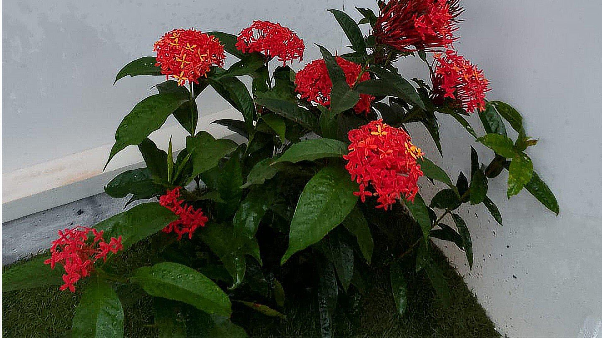 House At Valiyannur - Image 2