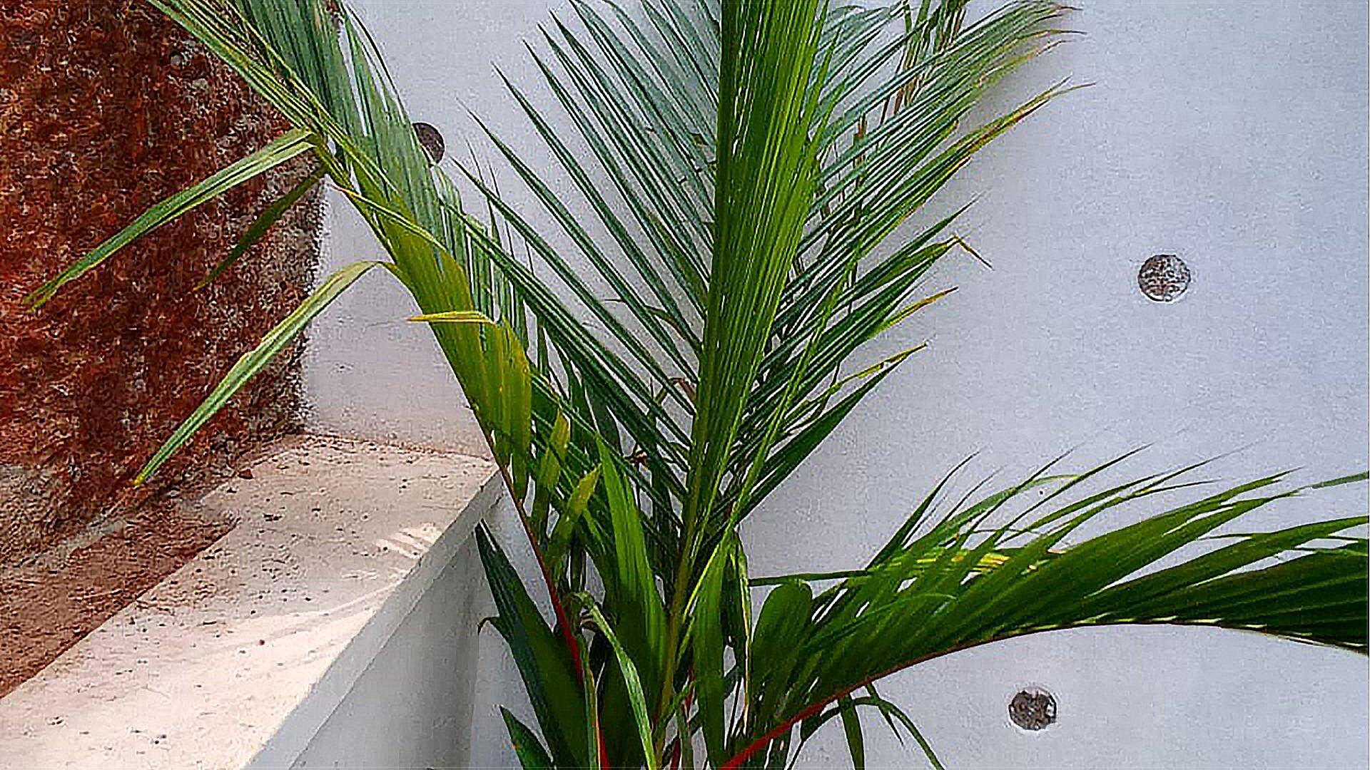 House At Valiyannur — photo 10