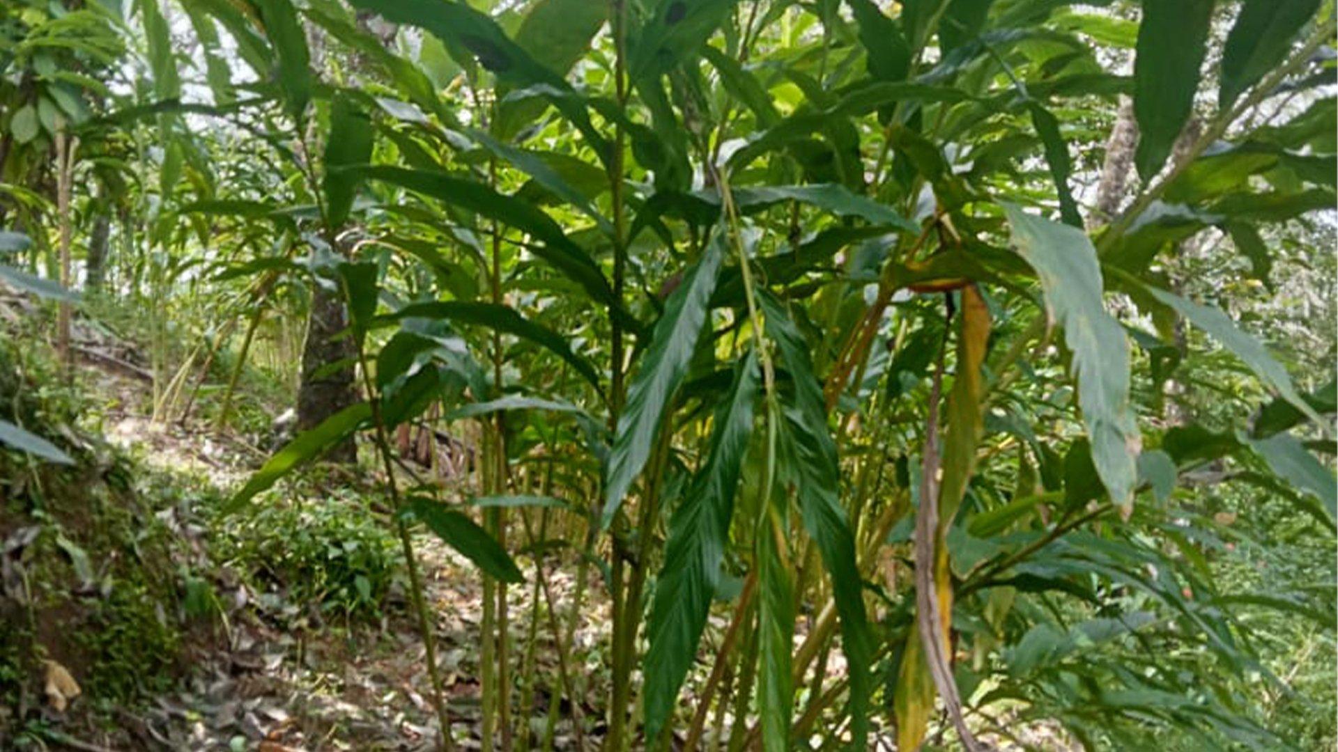 3.3 Acres Plot At Konnathady - Image 2