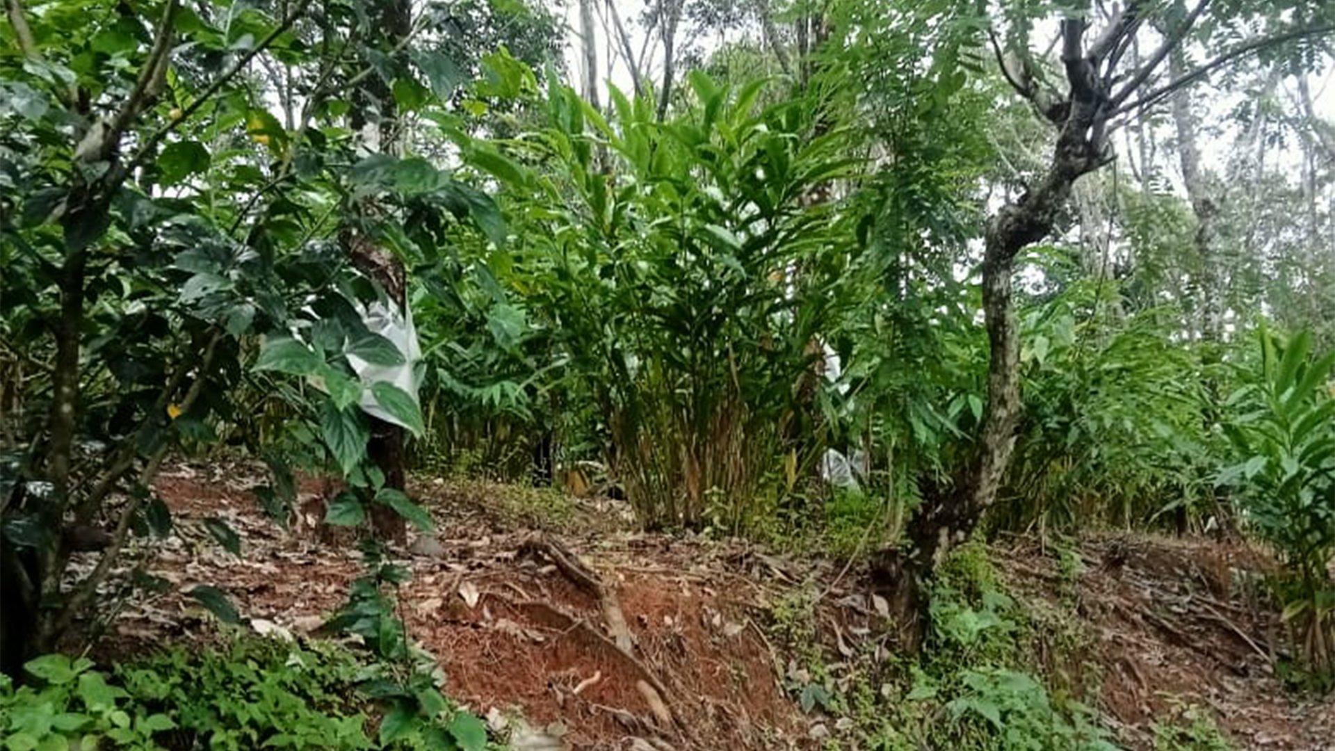 3.3 Acres Plot At Konnathady — photo 10