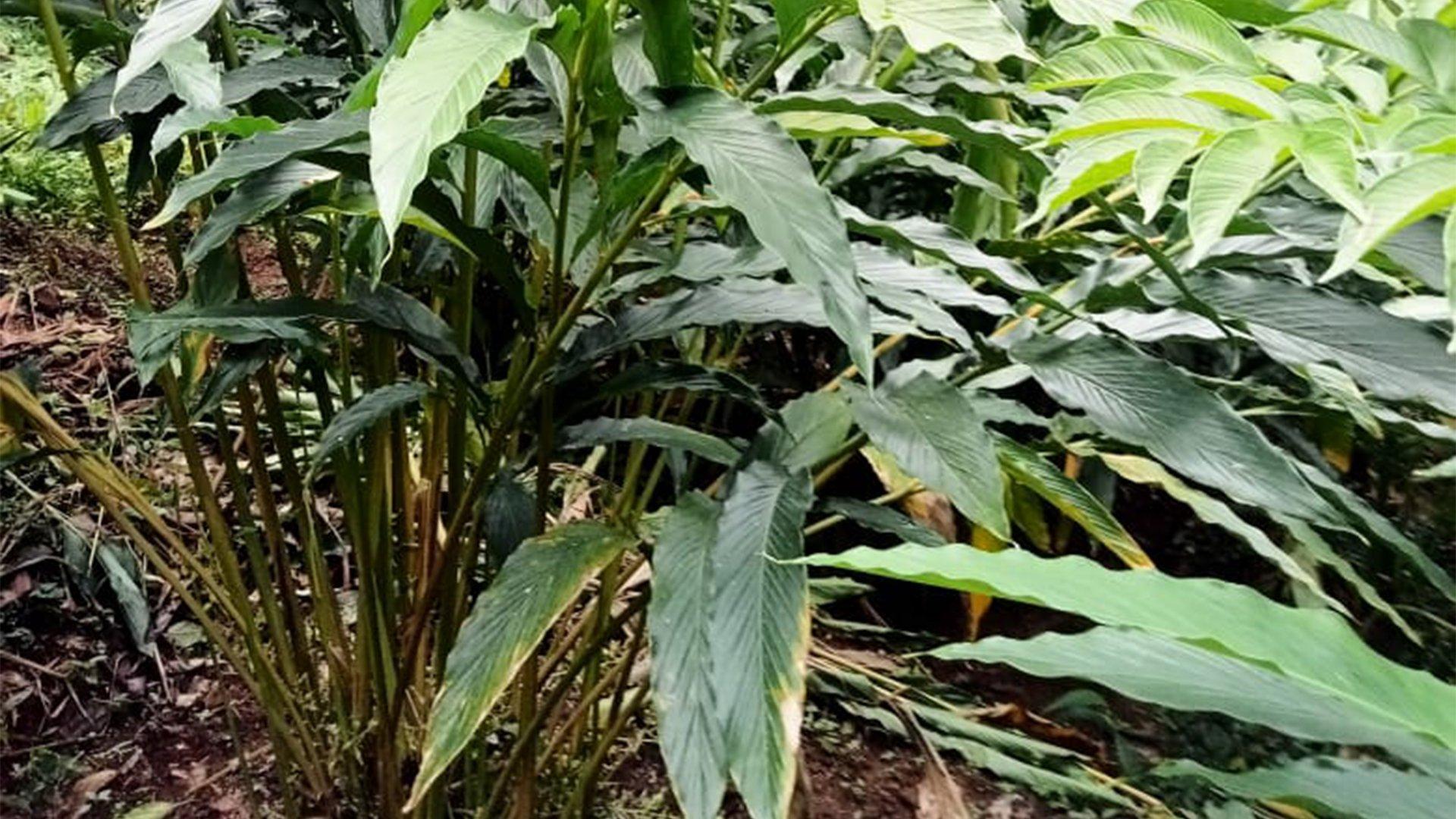 3.3 Acres Plot At Konnathady - Image 4