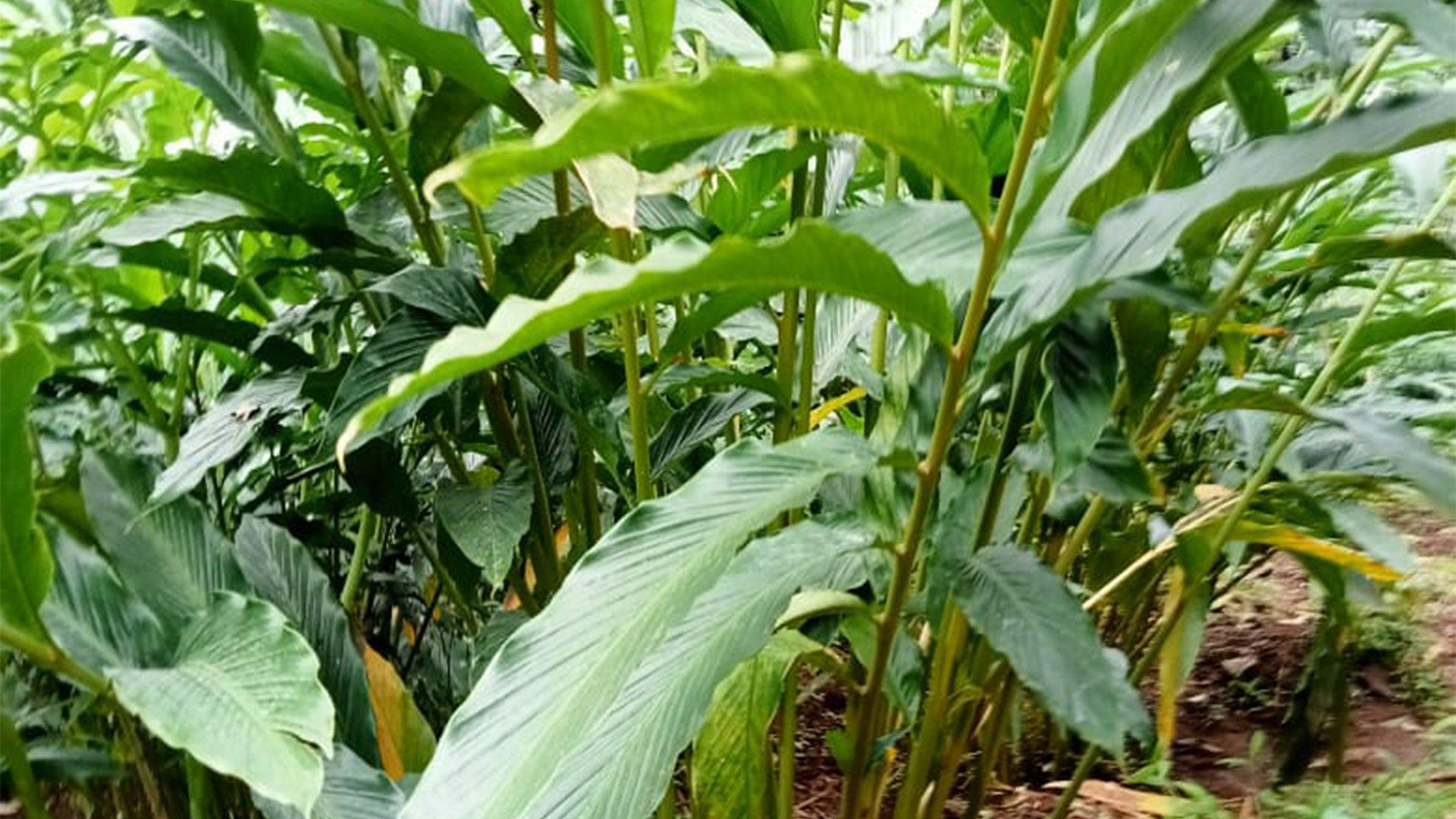 3.3 Acres Plot At Konnathady - Image 5