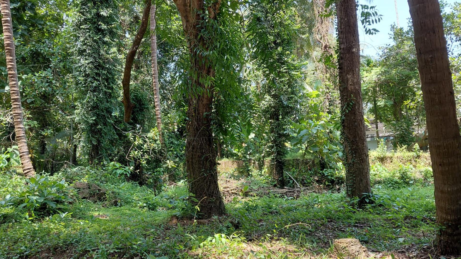 Plot At Kottayampoyil — photo 14