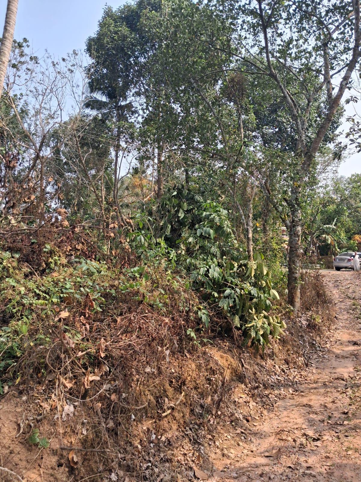 Plot at Powdikkonam — photo 4