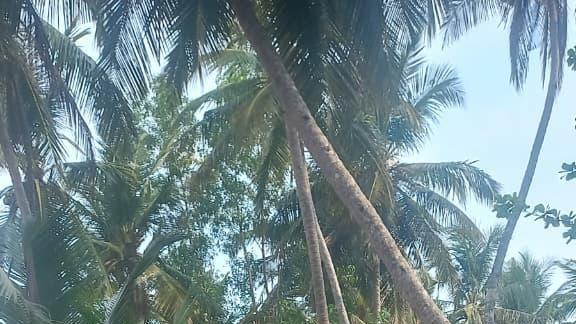 Plot At  Pinarayi — photo 5