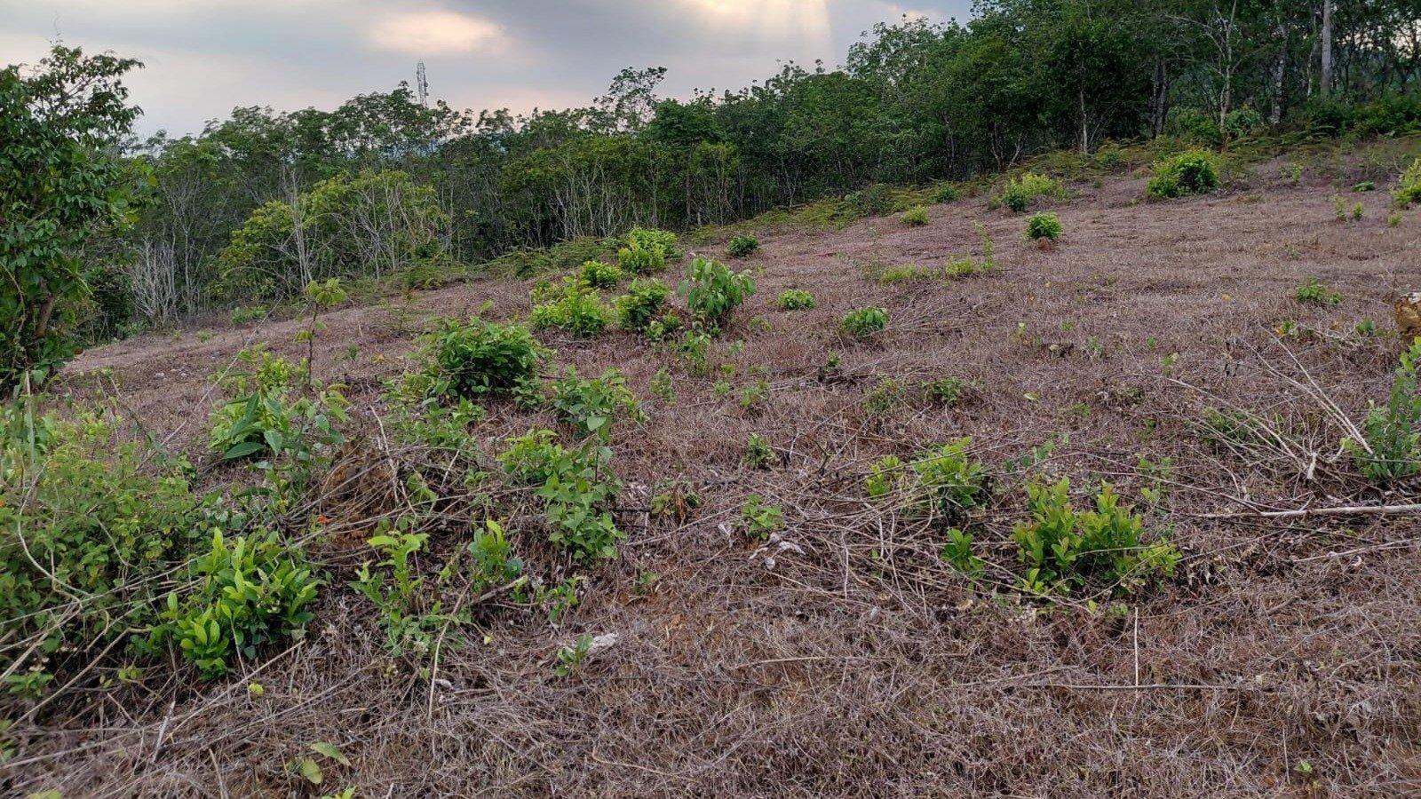 Plot At Manandhavady — photo 2