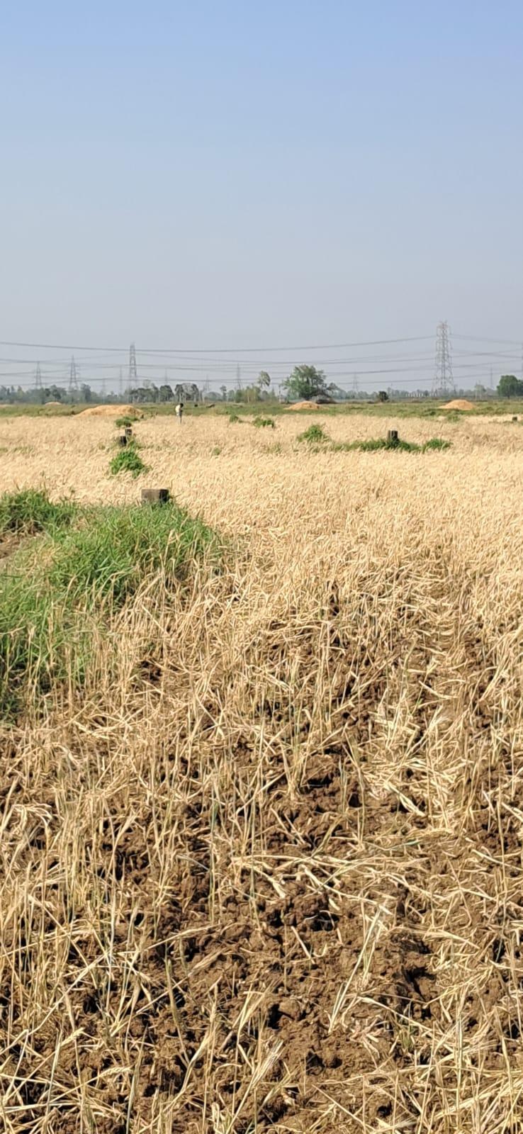 Plot in Goraila, Naubatpur, Patna — photo 3