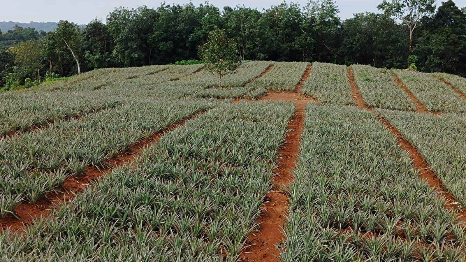 Plot At Piravom — photo 2